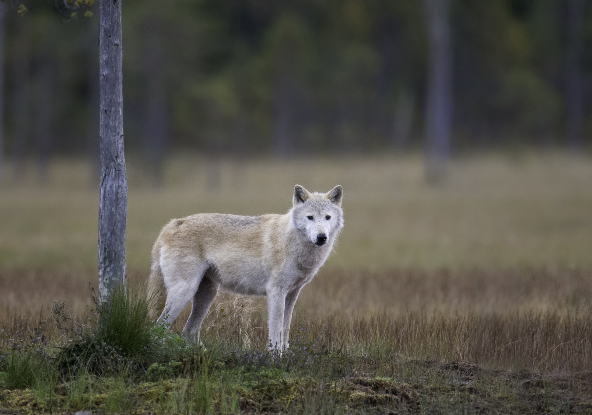 Nikon AF-S Nikkor 500mm F4E FL ED VR sample photo. Wolf photography