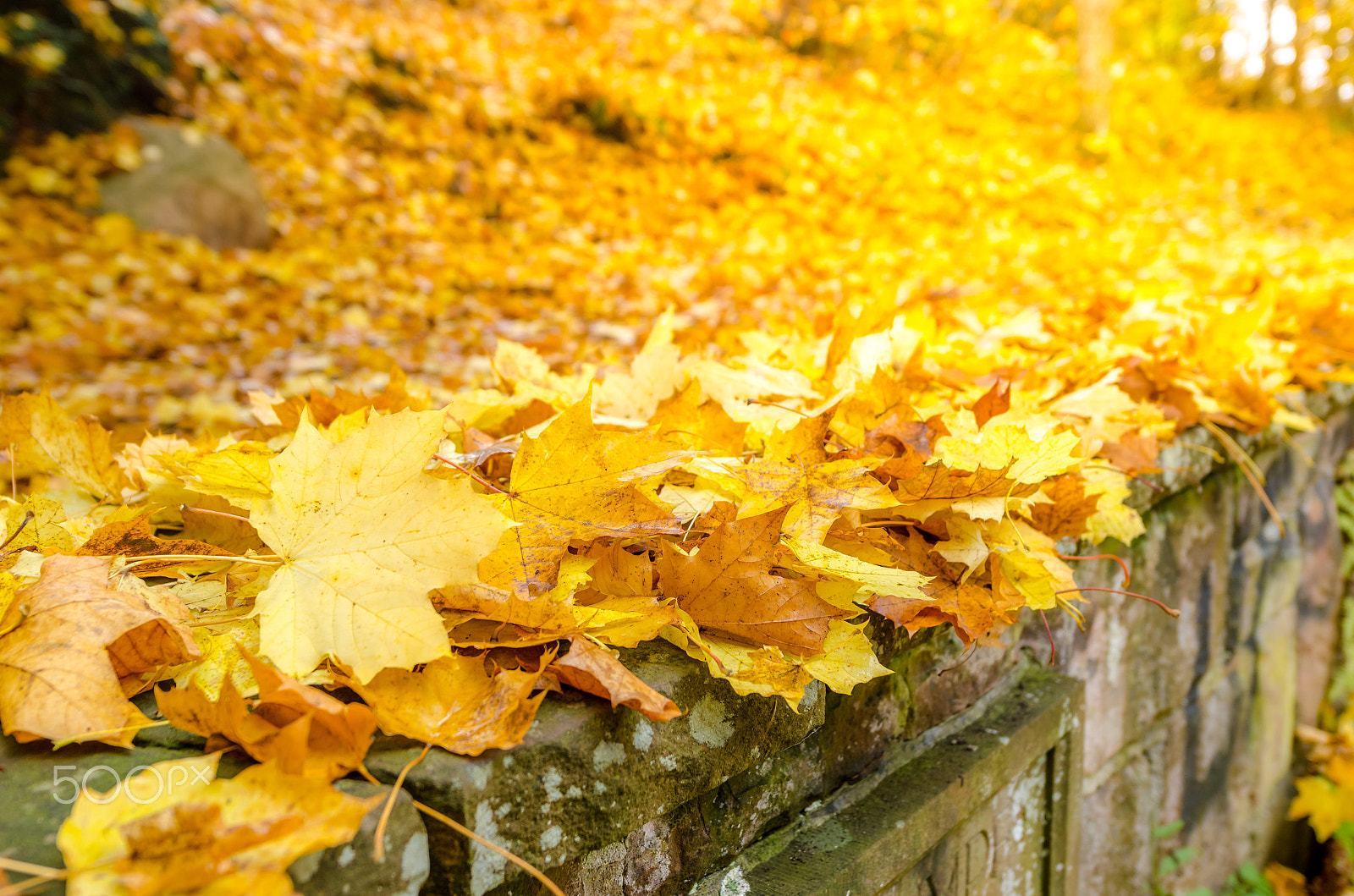 Nikon AF-S Nikkor 14-24mm F2.8G ED sample photo. Autumn photography