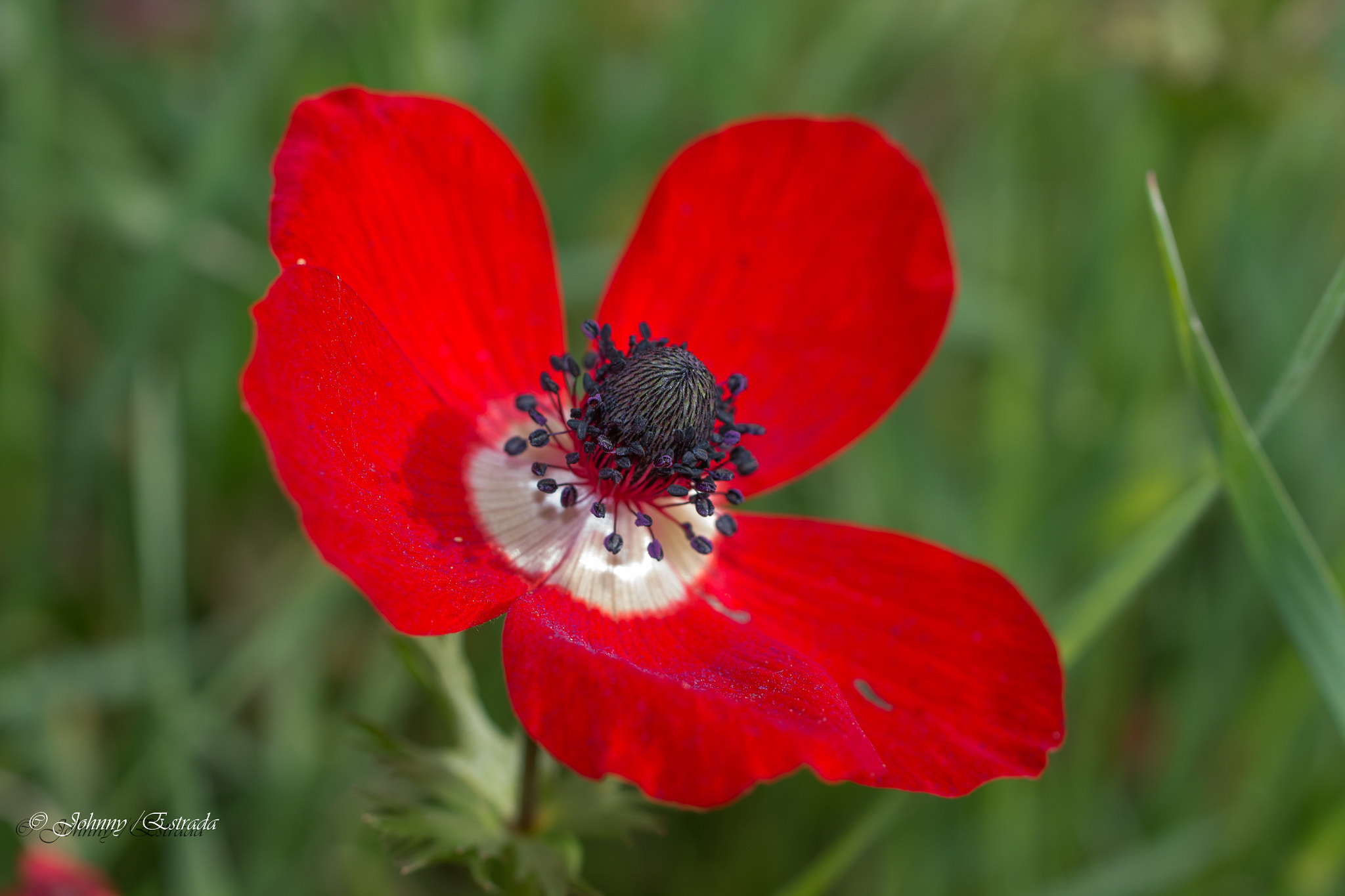Sigma 50mm F1.4 EX DG HSM sample photo. Anemone photography