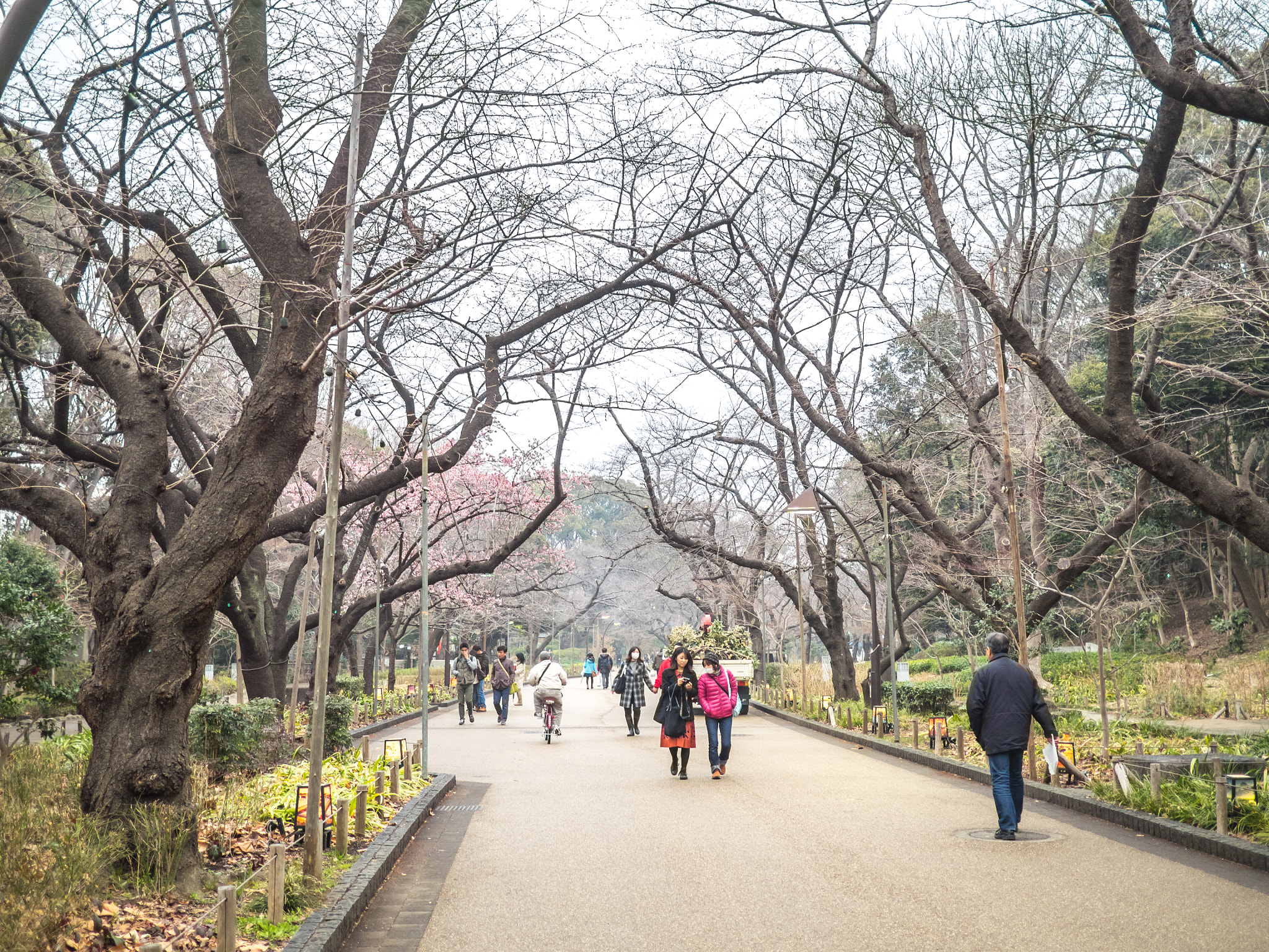 Olympus OM-D E-M1 + Panasonic Lumix G 20mm F1.7 ASPH sample photo. The ueno park in winter photography