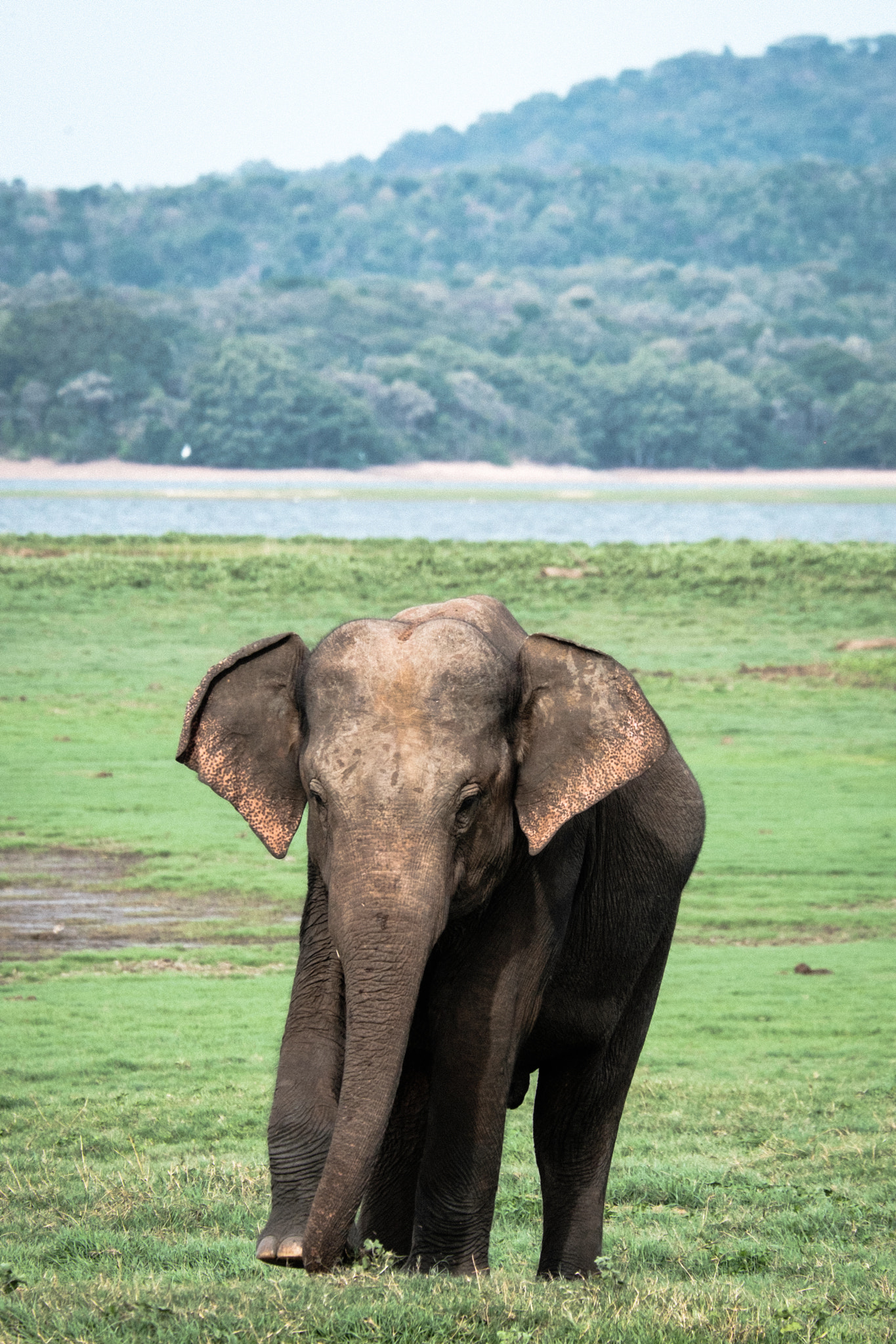 Fujifilm X-T1 + Fujifilm XC 50-230mm F4.5-6.7 OIS II sample photo. Sri lanka photography