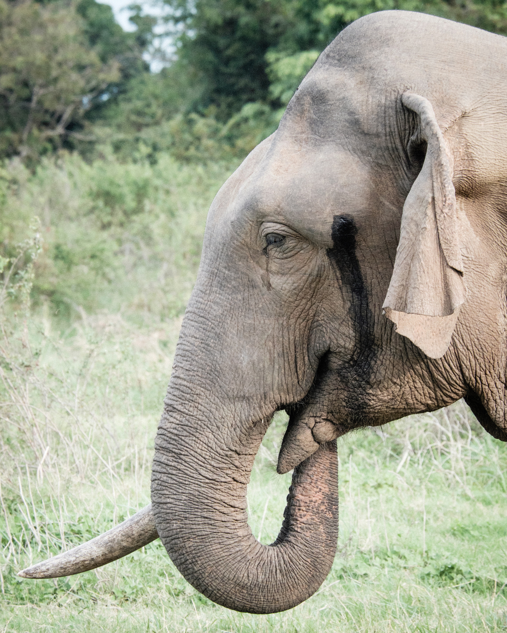 Fujifilm X-T1 + Fujifilm XC 50-230mm F4.5-6.7 OIS II sample photo. Sri lanka photography