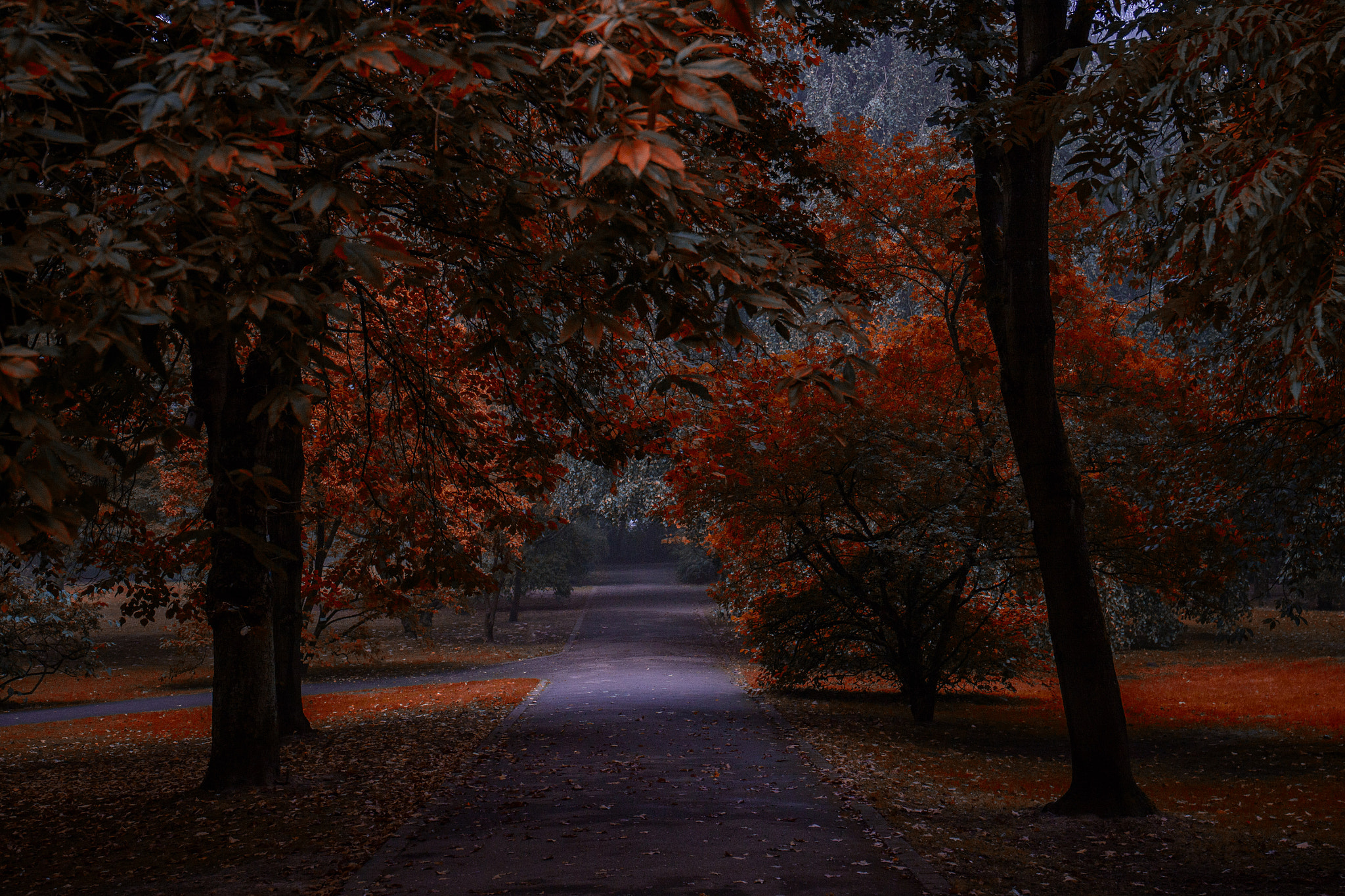Canon EF 24-70mm F4L IS USM sample photo. **autumn day** photography