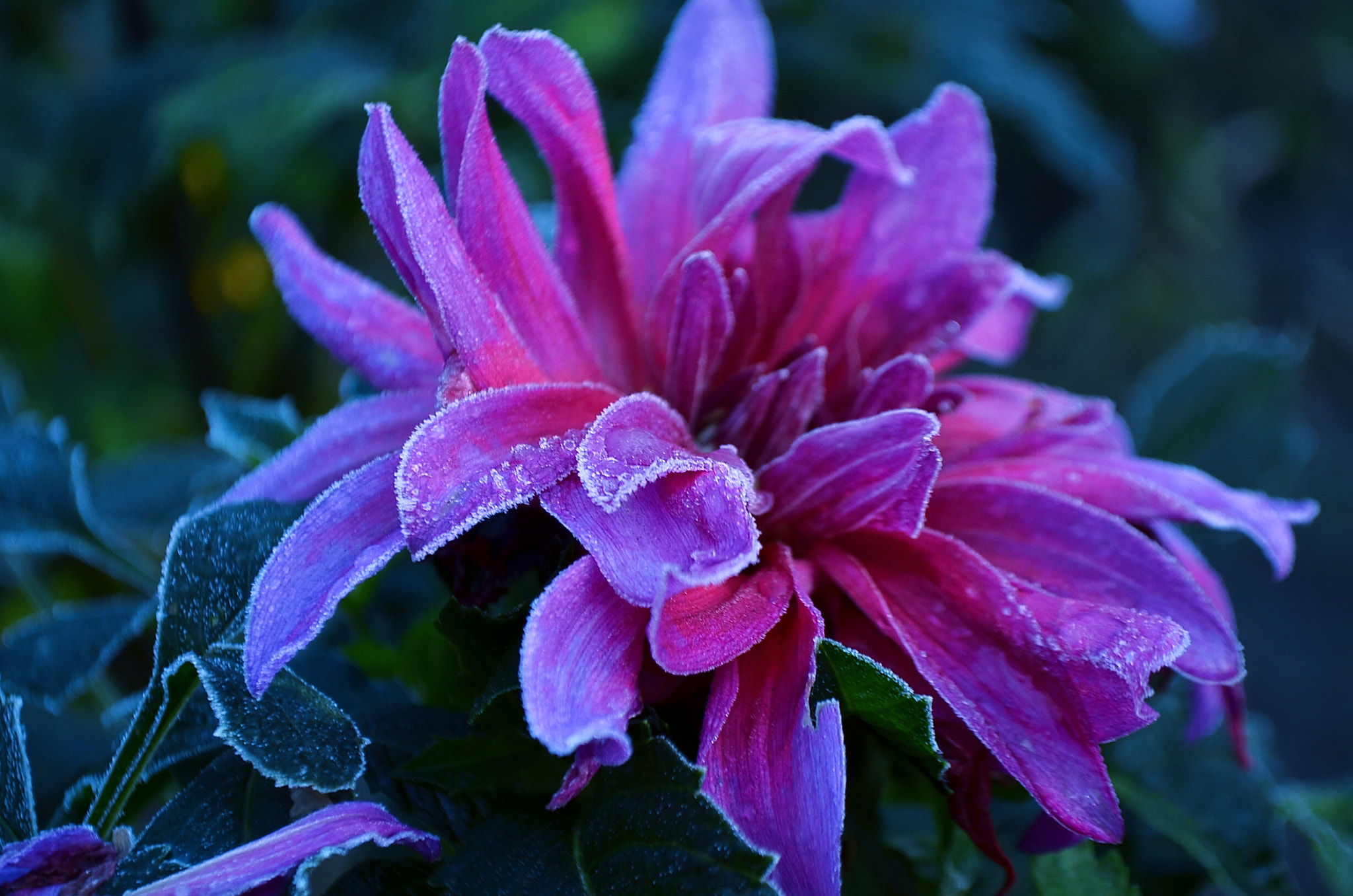 Nikon D5100 + IX-Nikkor 24-70mm f/3.5-5.6 sample photo. Frost and dahlias photography