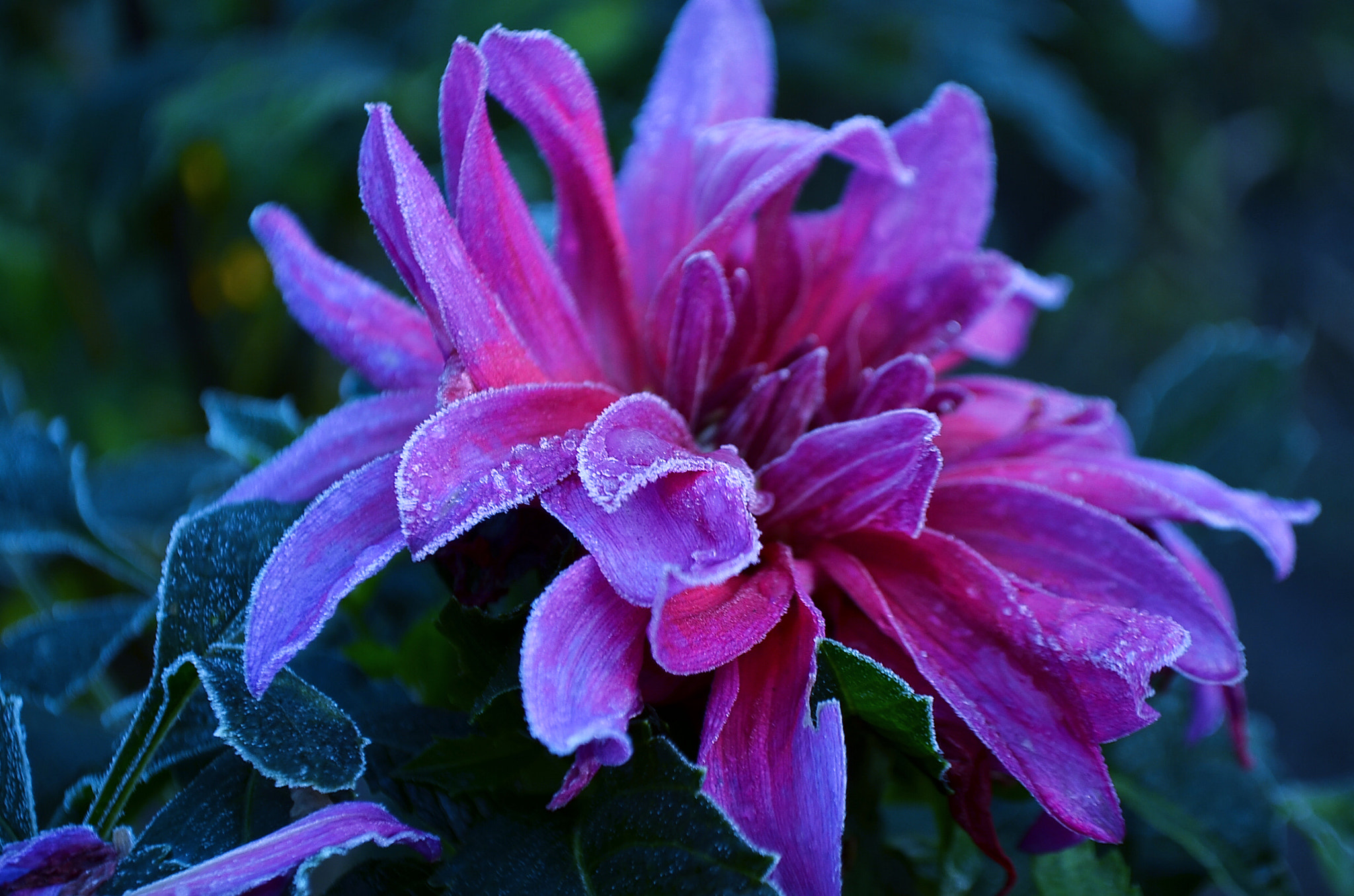 Nikon D5100 sample photo. Frost and dahlias photography