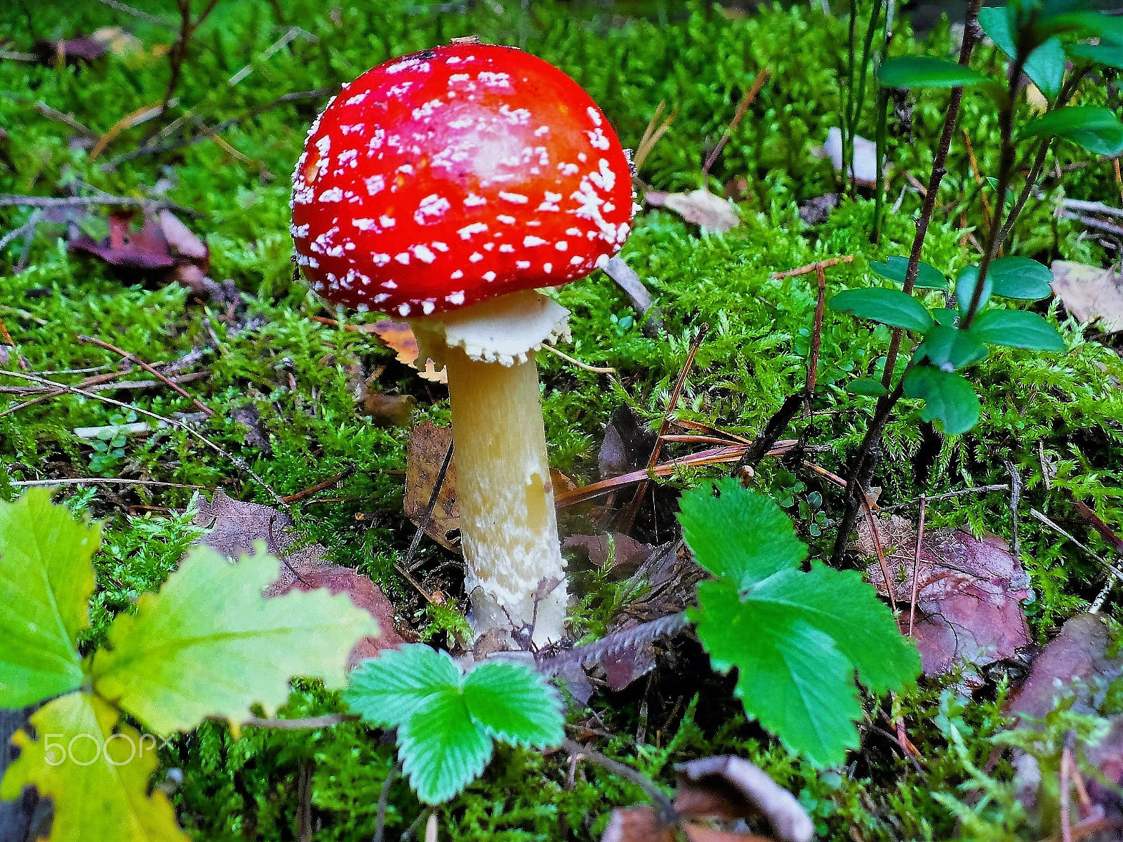 Panasonic DMC-LZ7 sample photo. Amanita and strawberries. Мухомор и земляника. photography