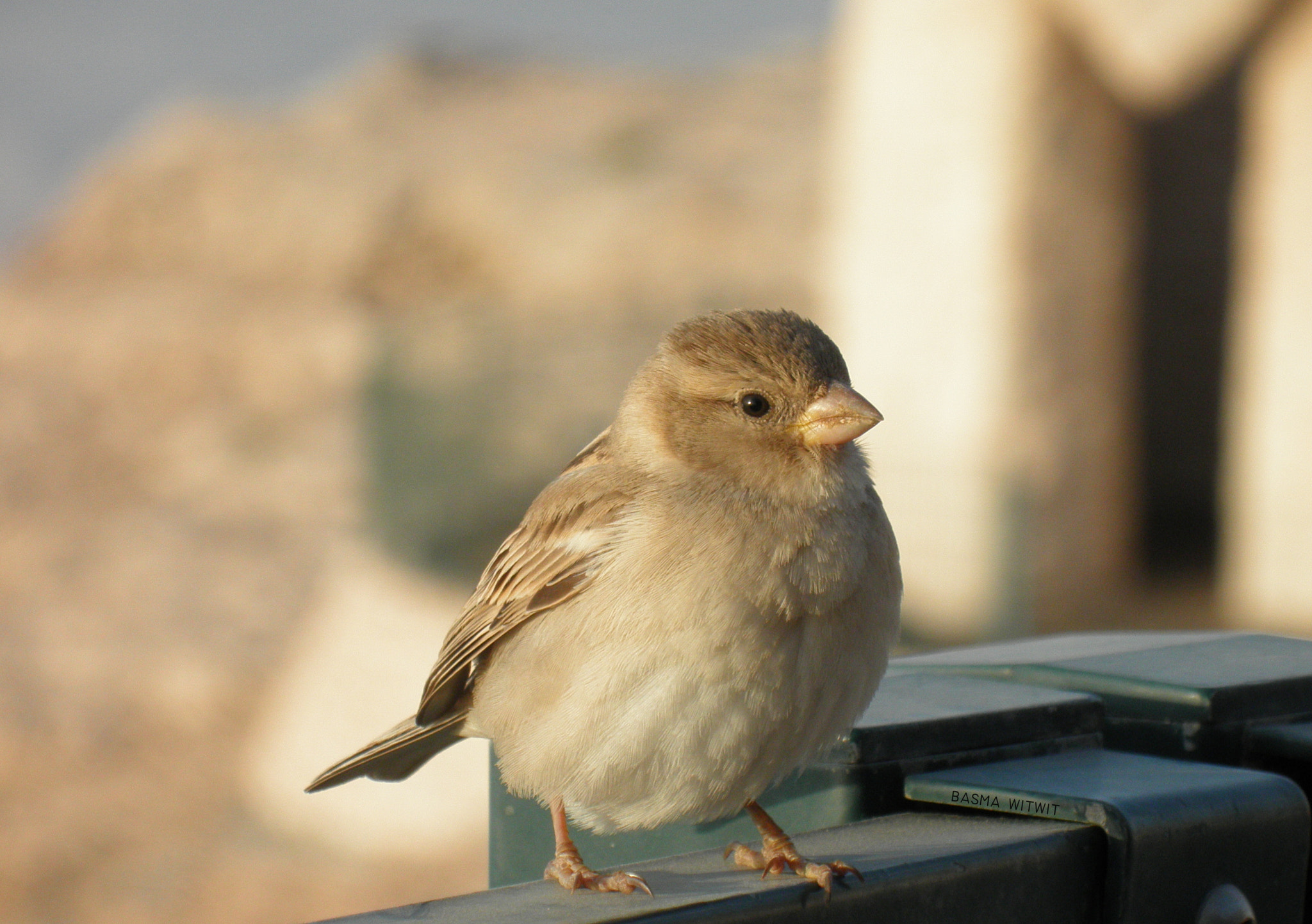 Olympus u9010,S9010 sample photo. The innocence of a bird photography