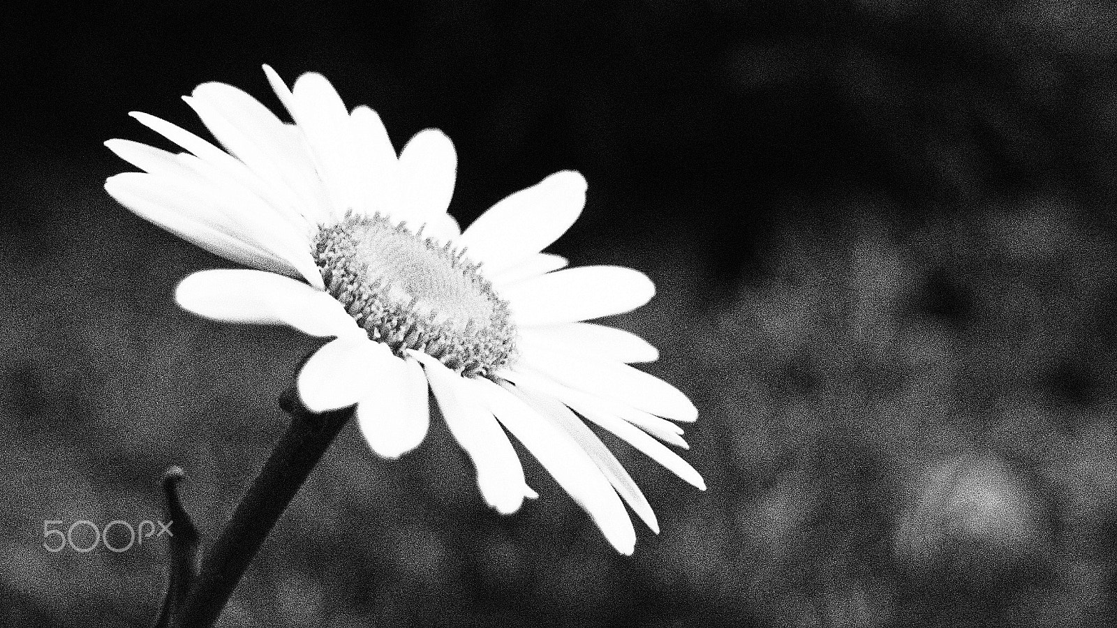 Olympus PEN E-PM2 sample photo. Single daisy photography