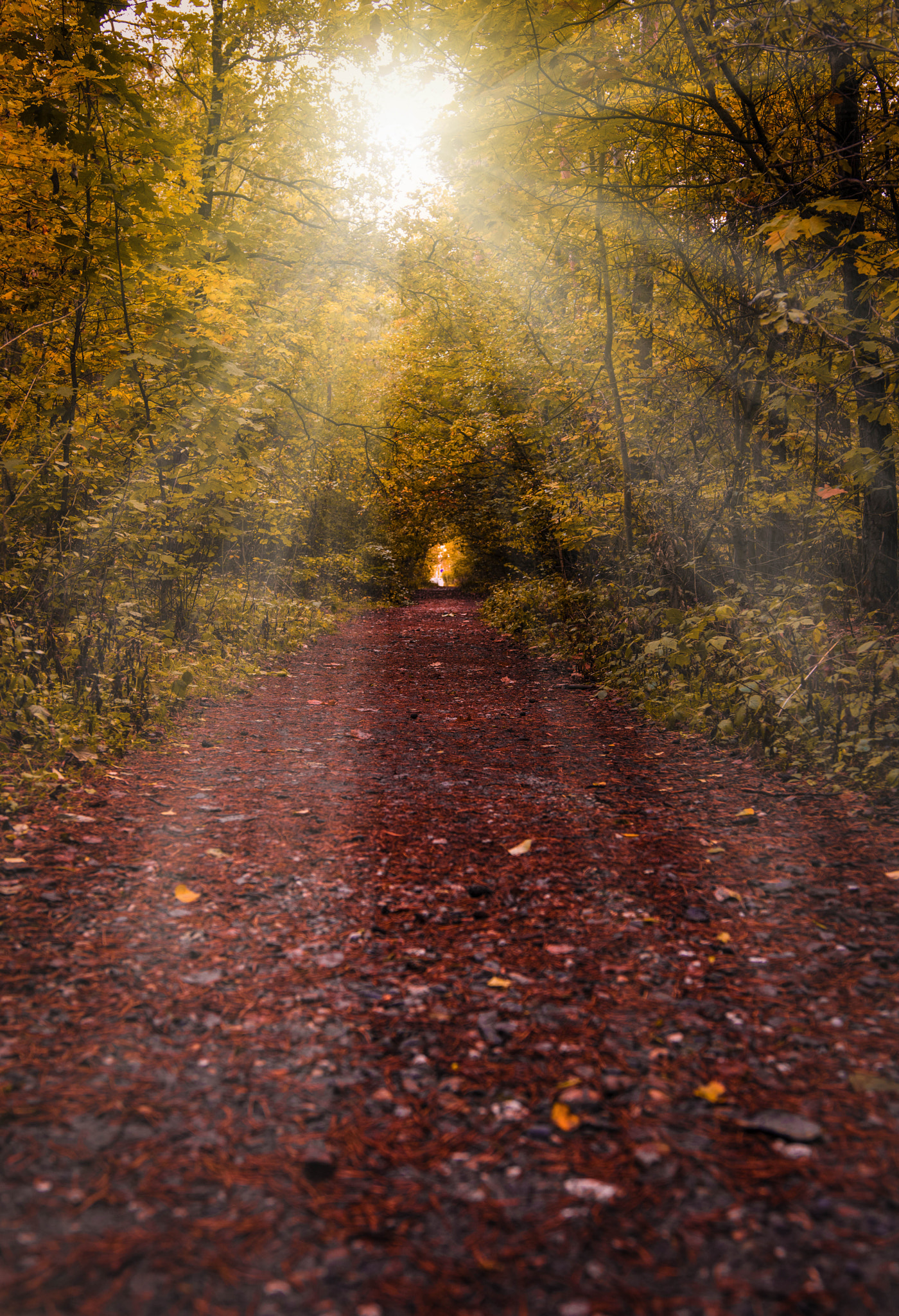 Pentax K-3 II sample photo. Autumn in full swing:) photography