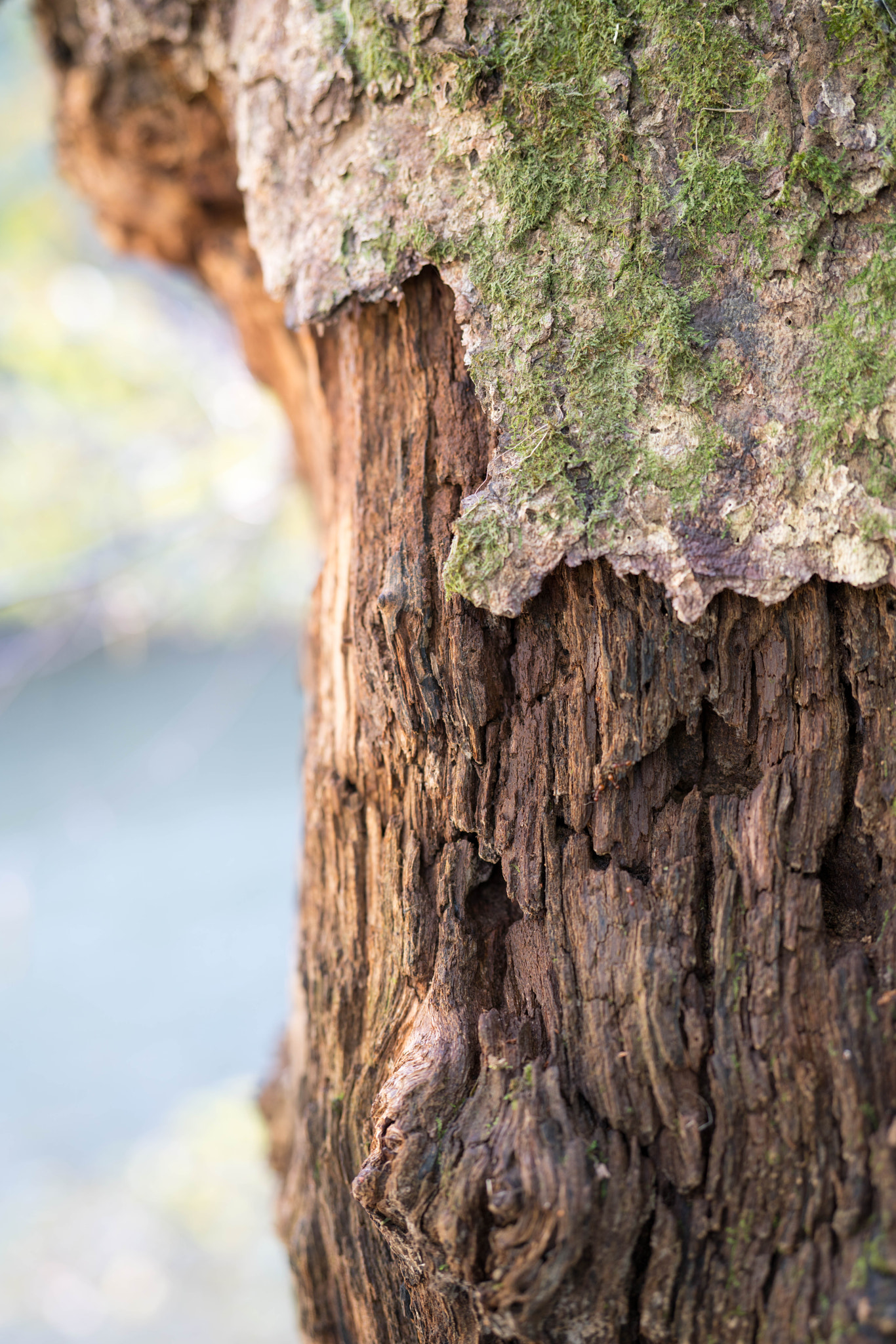 Sony Planar T* FE 50mm F1.4 ZA sample photo. More textures! photography