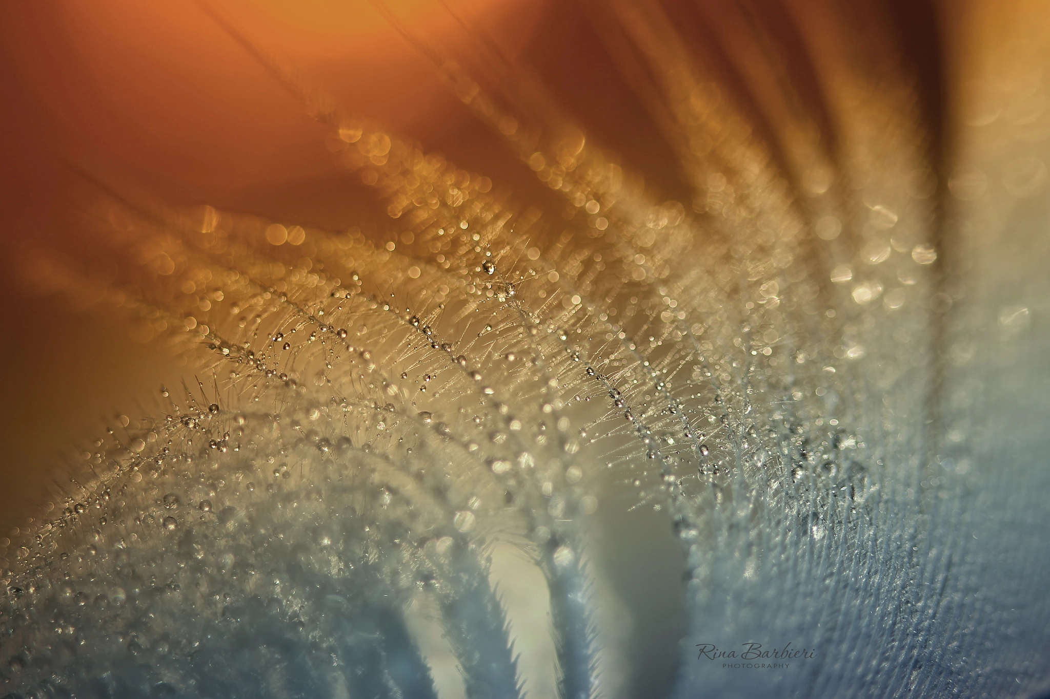 Sigma 105mm F2.8 EX DG OS HSM sample photo. Plume photography