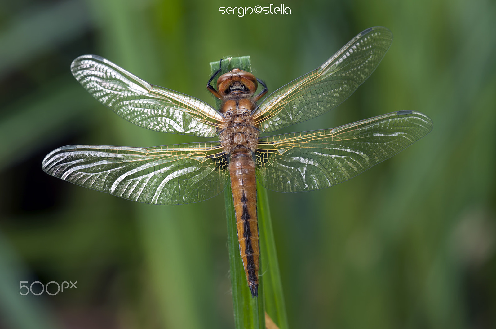 Nikon D90 + Sigma 150mm F2.8 EX DG Macro HSM sample photo. Libellula fulva___ photography