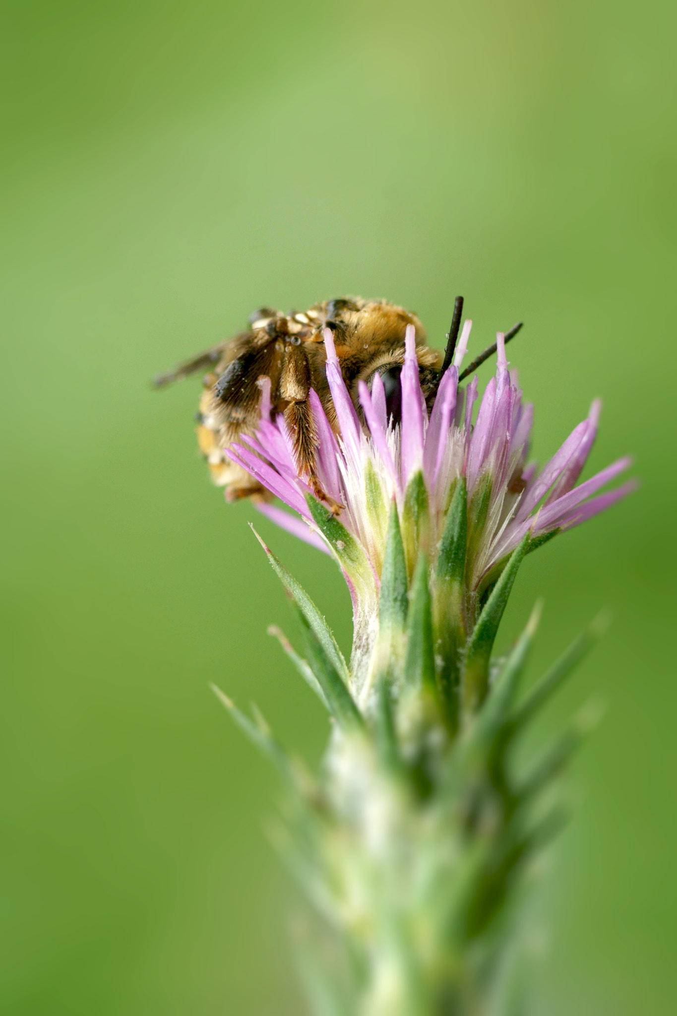 Sony a6000 + Tamron SP AF 90mm F2.8 Di Macro sample photo. Cuando llega la tormenta photography