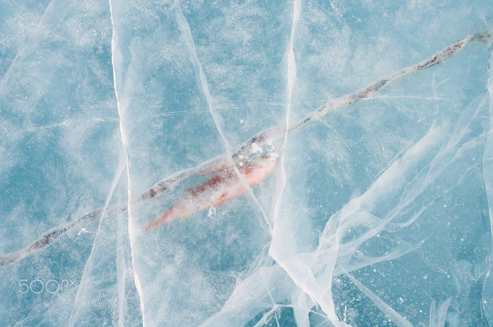 Nikon D300 sample photo. Fish frozen in ice photography
