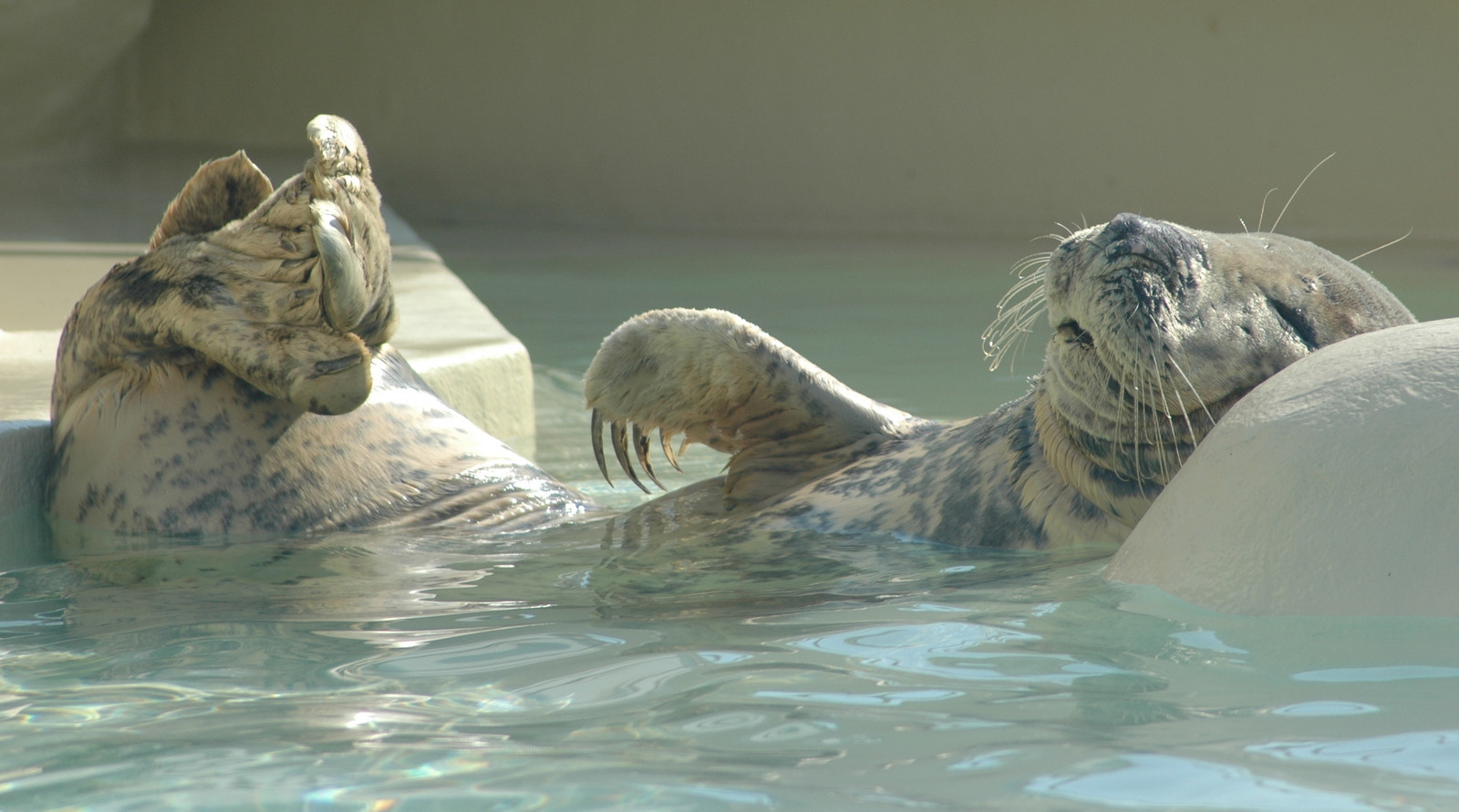 Nikon D70s + AF Zoom-Nikkor 70-300mm f/4-5.6D ED sample photo. Otarie aquarium de biarritz photography