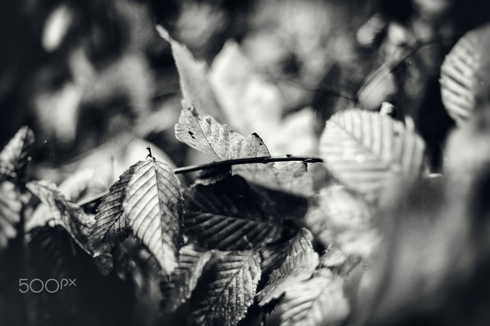 Nikon D3 + Nikon AF Nikkor 50mm F1.4D sample photo. .... autumn in b&w photography