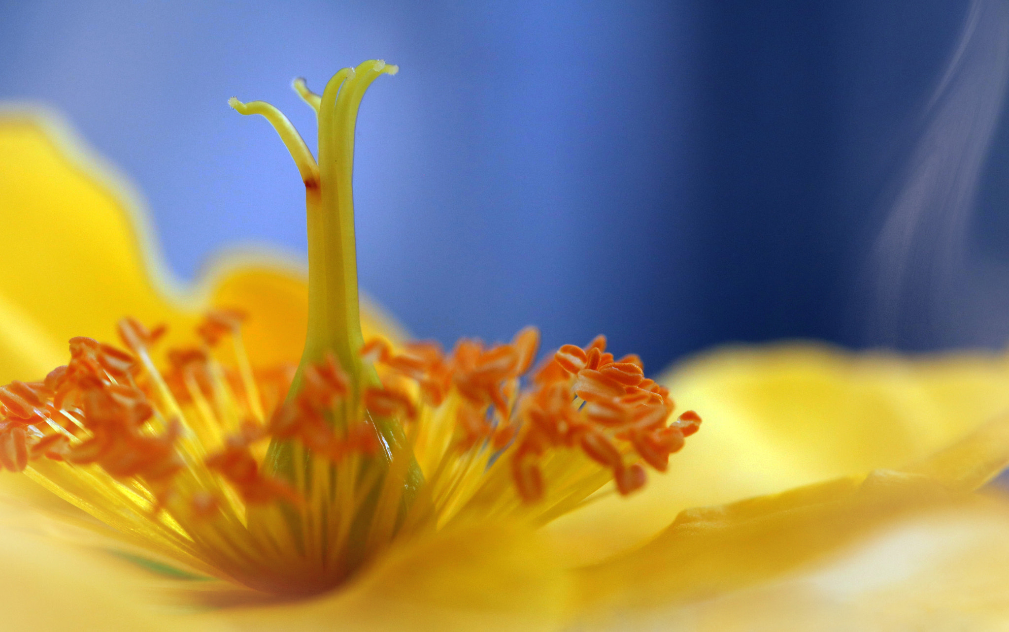 Canon EF 100mm F2.8L Macro IS USM sample photo. Proud... photography