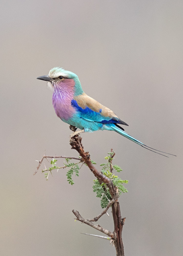 Canon EOS-1D X Mark II + Canon EF 500mm F4L IS II USM sample photo. Lilac breasted roller photography