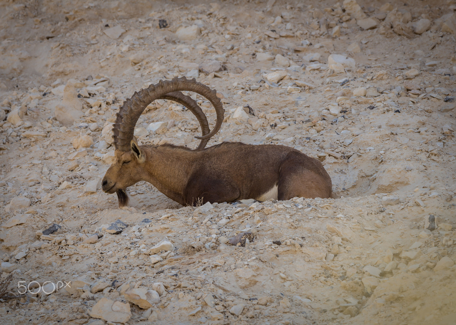 Canon EOS 700D (EOS Rebel T5i / EOS Kiss X7i) + Tamron SP 150-600mm F5-6.3 Di VC USD sample photo. Wild goat resting in the sun photography