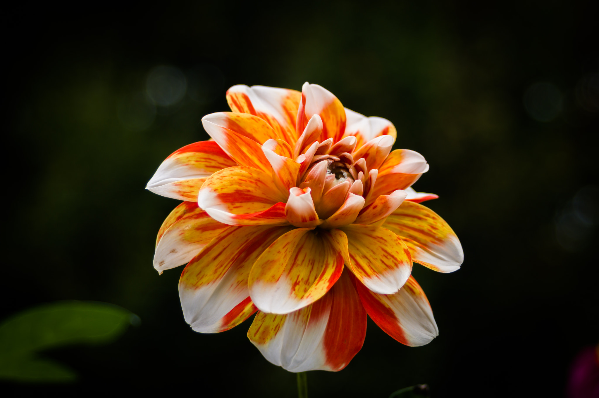 Sony SLT-A58 sample photo. Single flower @ bremerhaven bürgerpark photography