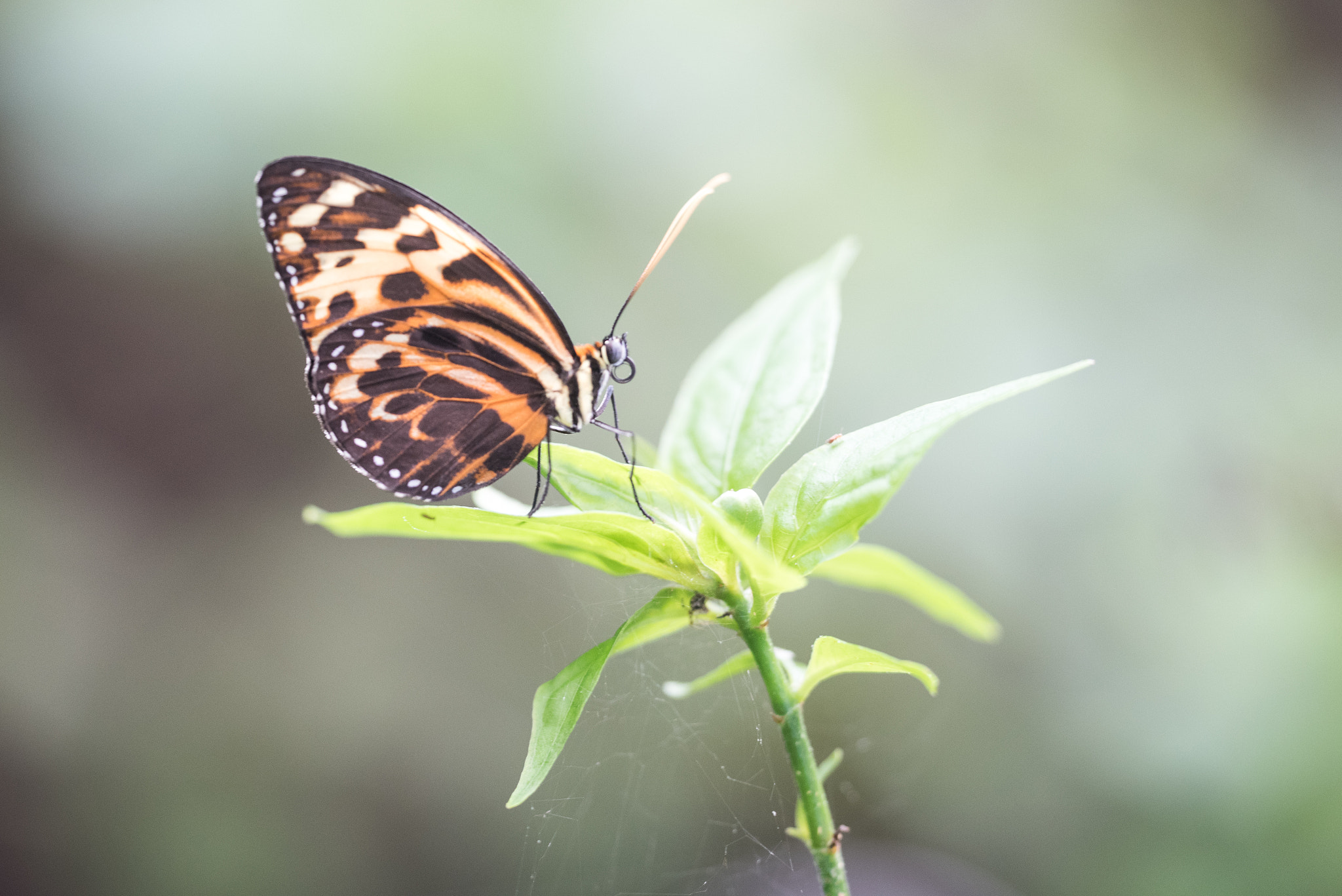 Nikon D750 + Sigma 150mm F2.8 EX DG OS Macro HSM sample photo. Tithorea harmonia photography