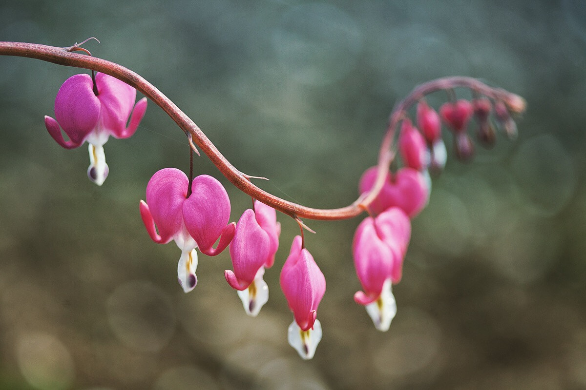 Canon EF 100mm F2.8 Macro USM sample photo. "broken heart" flower photography
