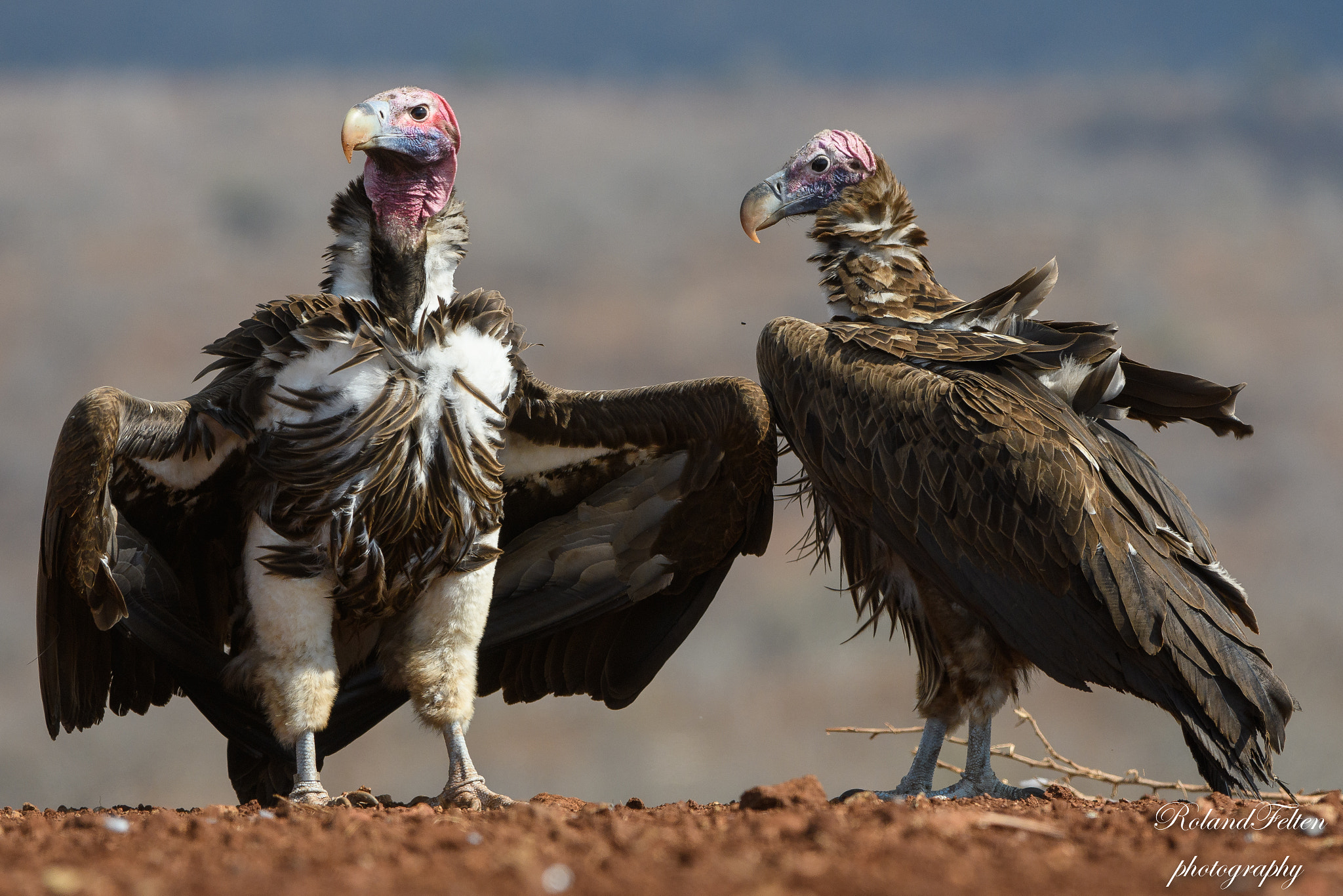 Nikon AF-S Nikkor 200-400mm F4G ED-IF VR sample photo. Lappet-faced vultures photography
