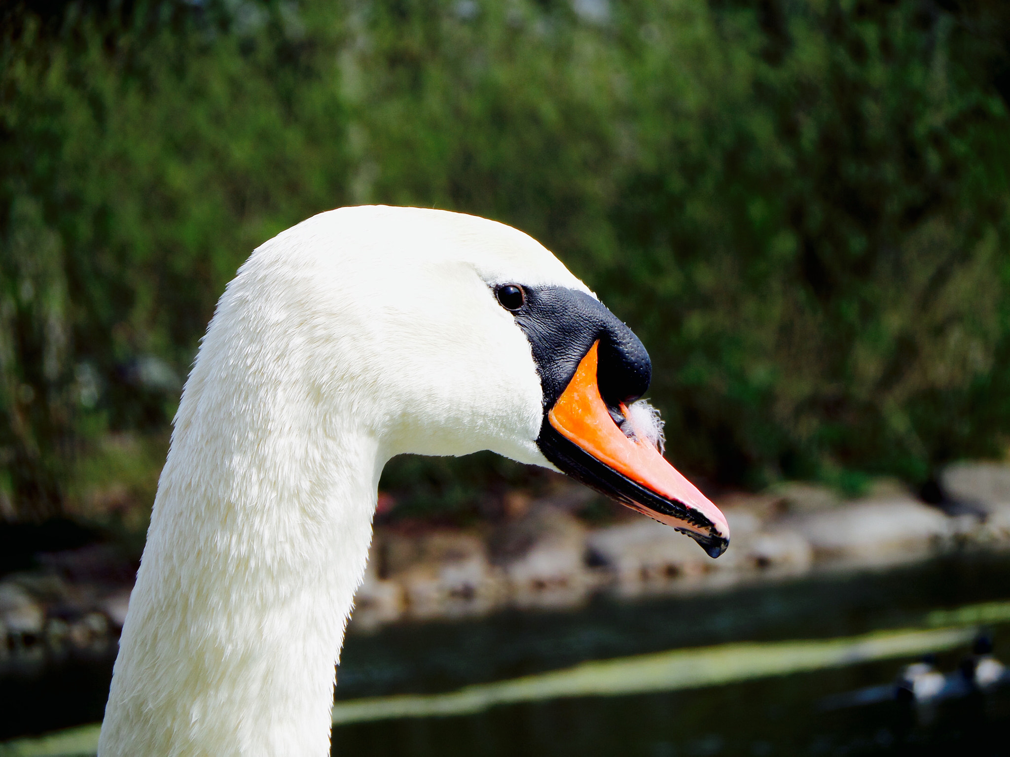 Samsung WB250F/WB251F/WB252F sample photo. Mute swan photography
