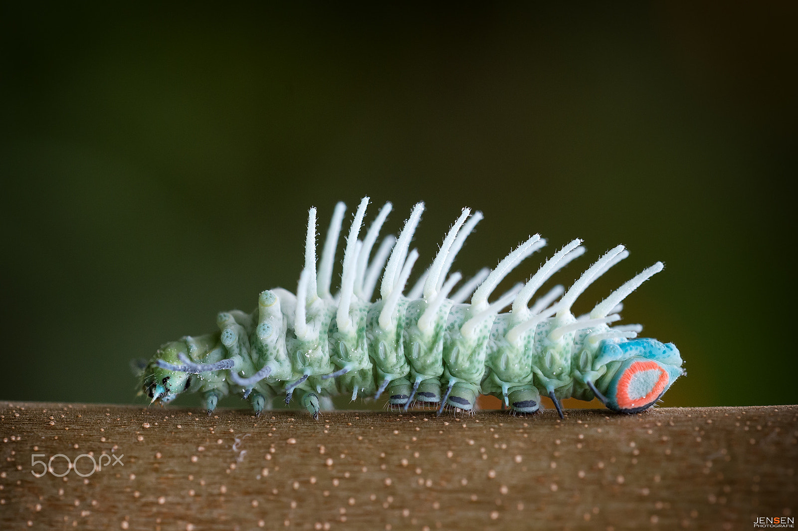 Sigma 150mm F2.8 EX DG OS Macro HSM sample photo. Will be a beauty photography