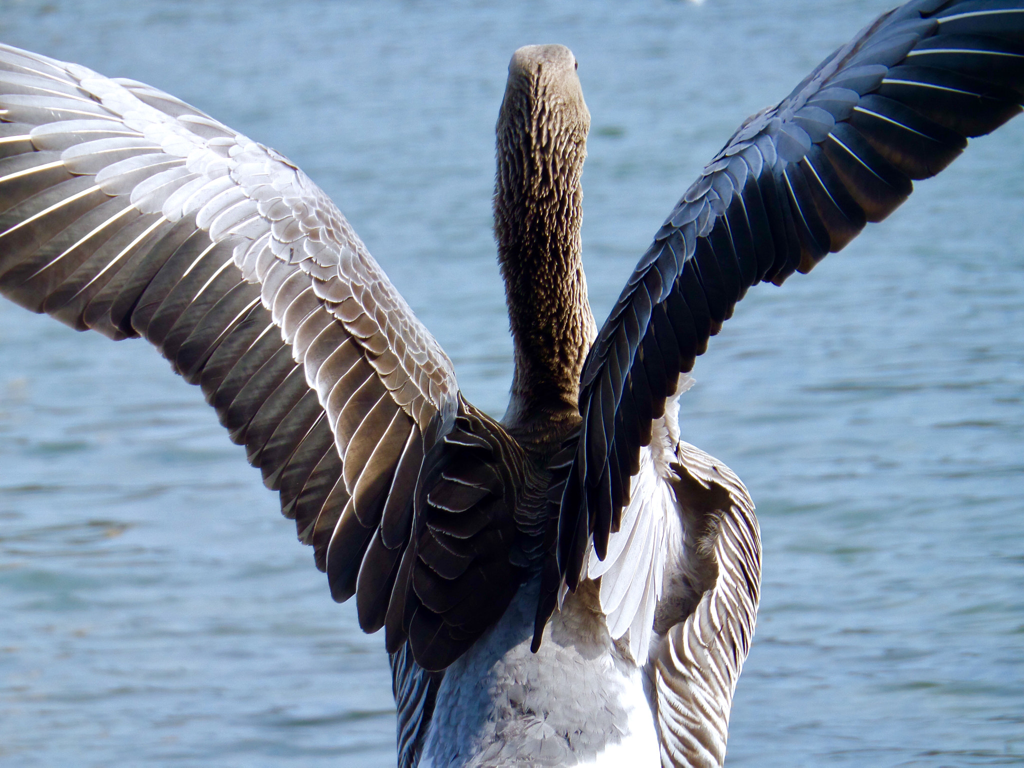 Samsung WB250F/WB251F/WB252F sample photo. Ready to fly photography