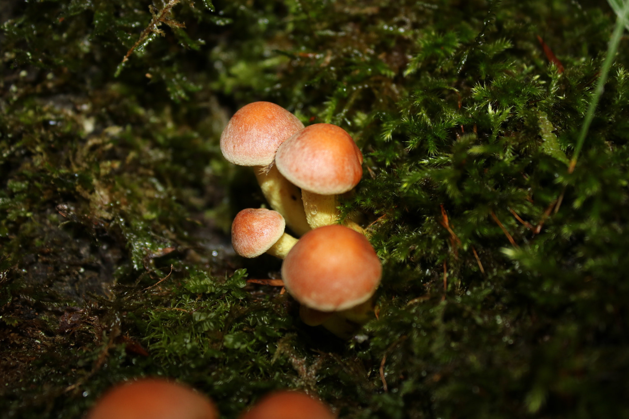 Canon EOS 760D (EOS Rebel T6s / EOS 8000D) sample photo. Muschio e funghi photography