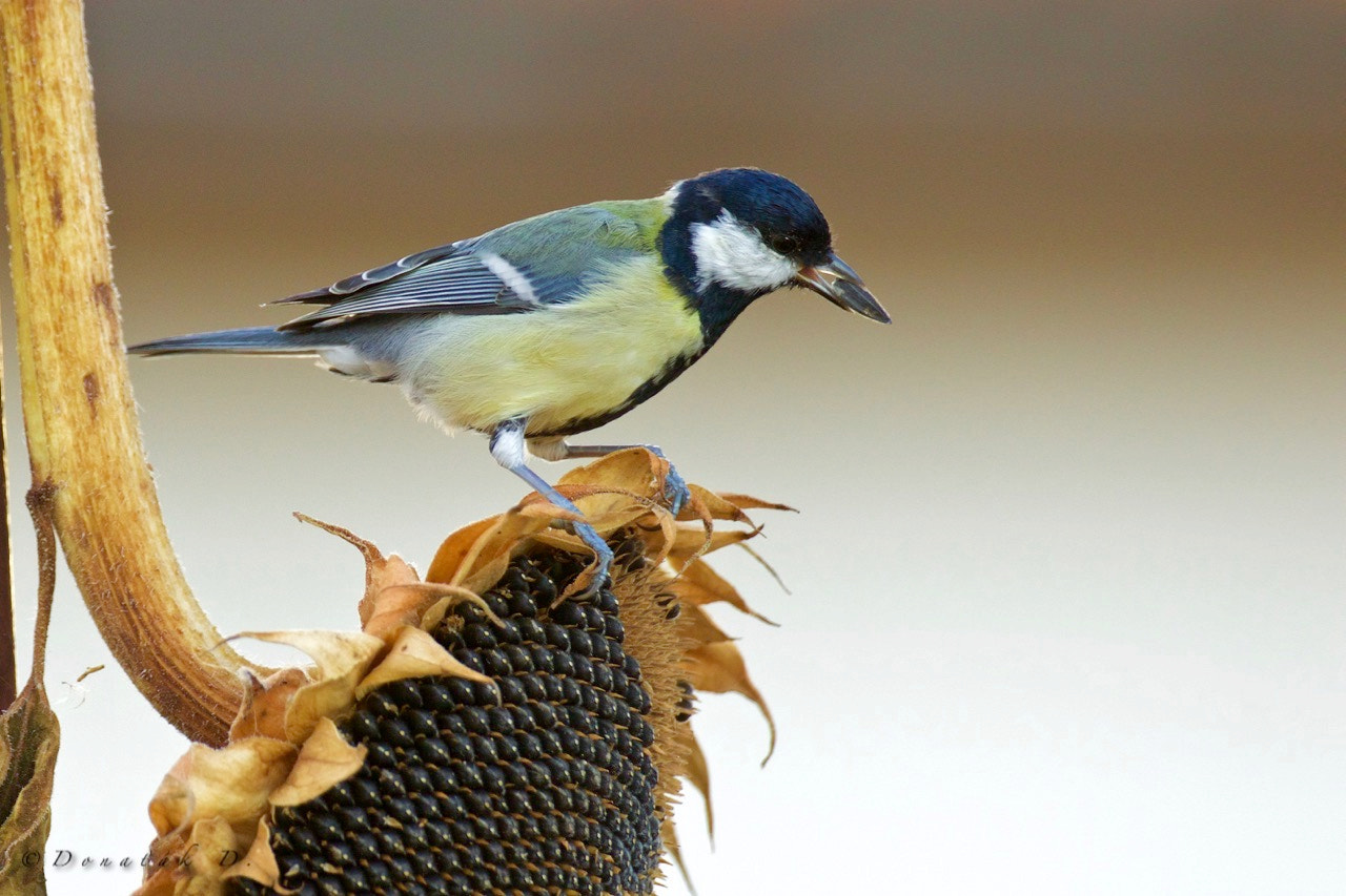 Canon EF 200-400mm F4L IS USM Extender 1.4x sample photo. Sýkorka koňadra (parus major) photography