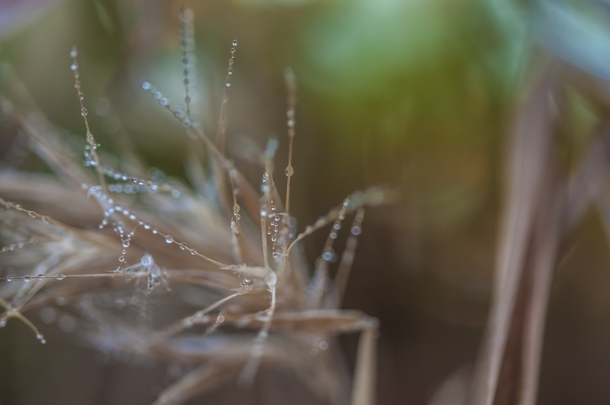 Sigma 105mm F2.8 EX DG OS HSM sample photo. Got001 photography