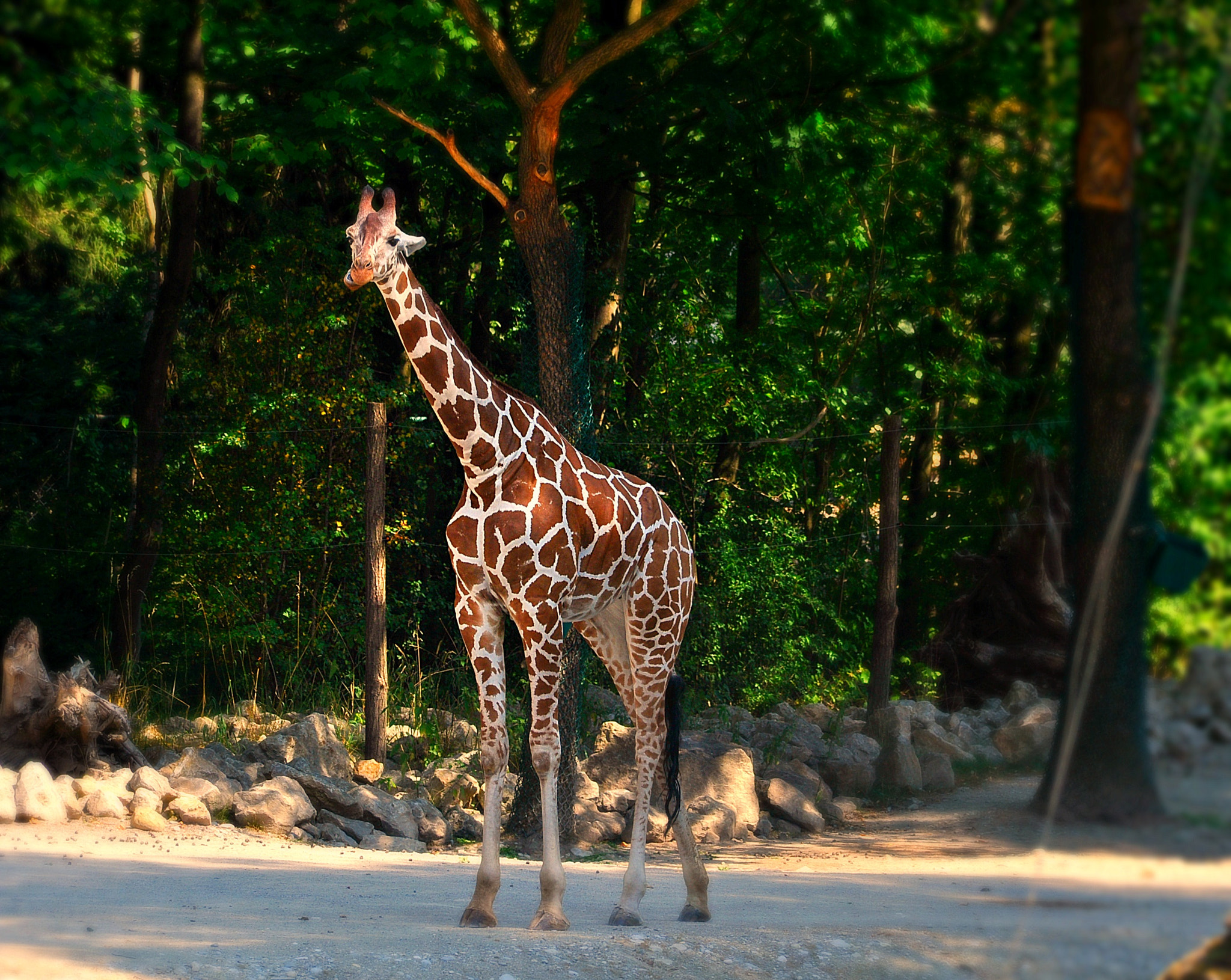 Nikon D5000 sample photo. Girafaaa photography