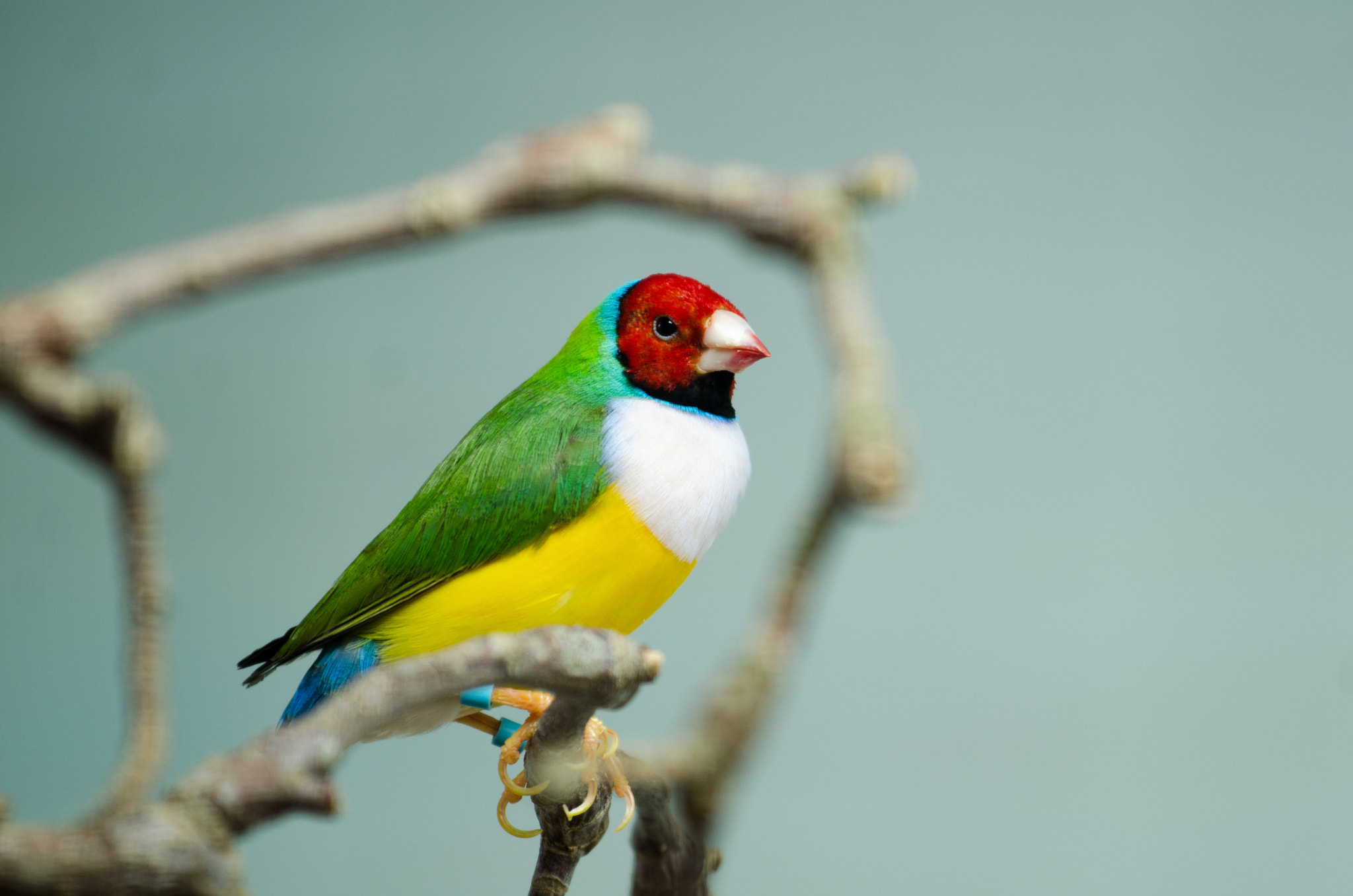 Nikon AF-S Nikkor 70-200mm F4G ED VR sample photo. Gouldian finch photography