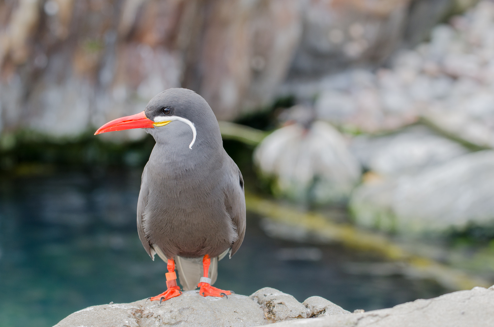 Nikon AF-S Nikkor 70-200mm F4G ED VR sample photo. Inca tern photography