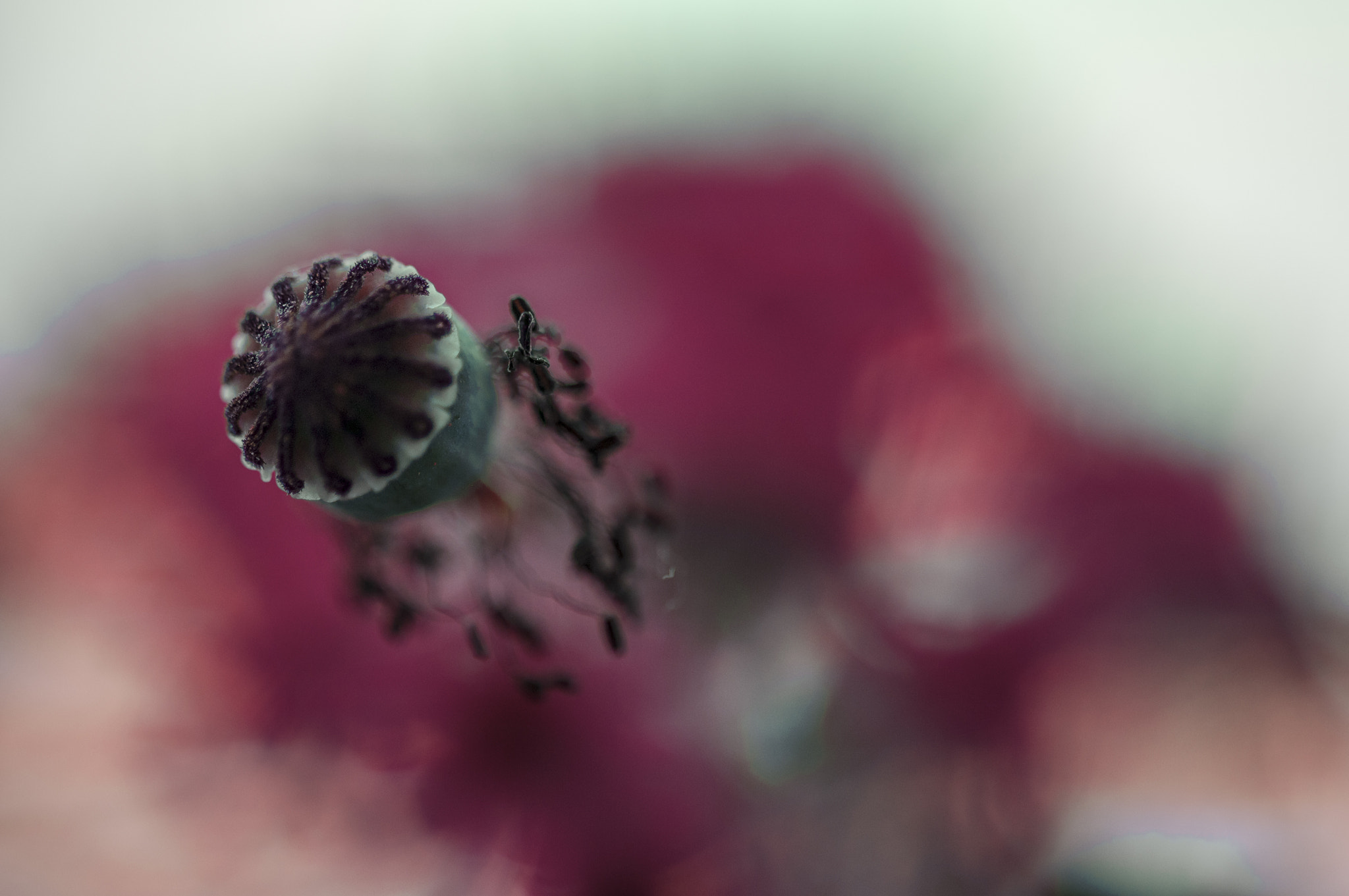 Sigma 105mm F2.8 EX DG OS HSM sample photo. Ro002 photography