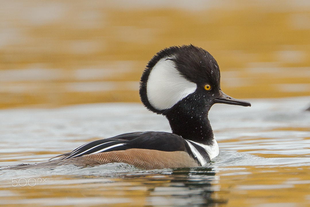 Canon EF 500mm F4L IS USM sample photo