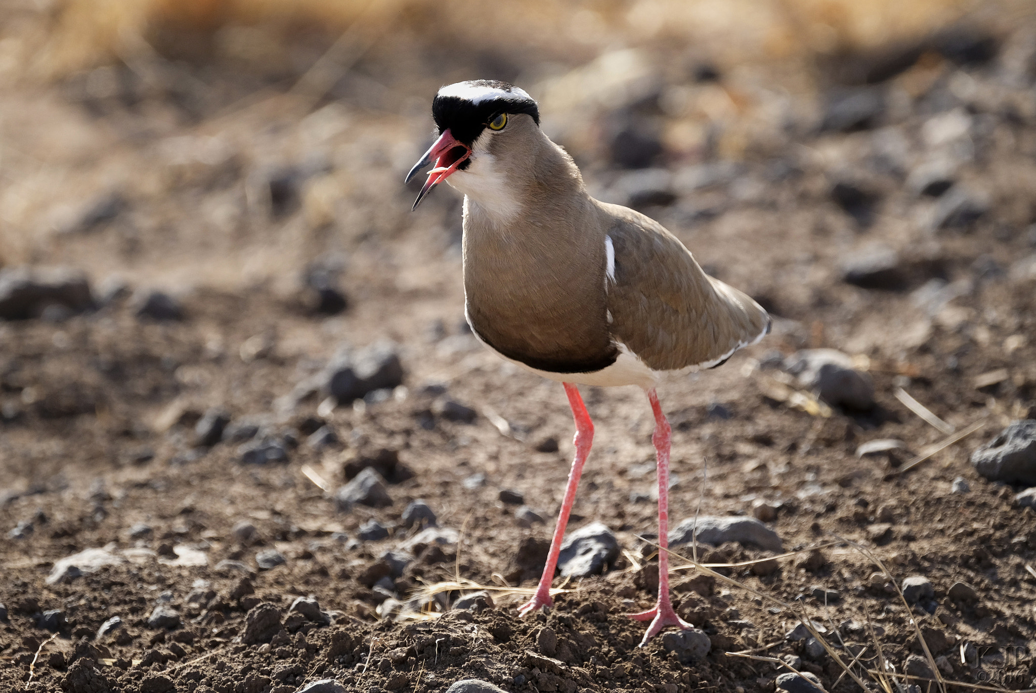 Fujifilm X-E2 + Fujifilm XF 100-400mm F4.5-5.6 R LM OIS WR sample photo. Crowned lapwing photography