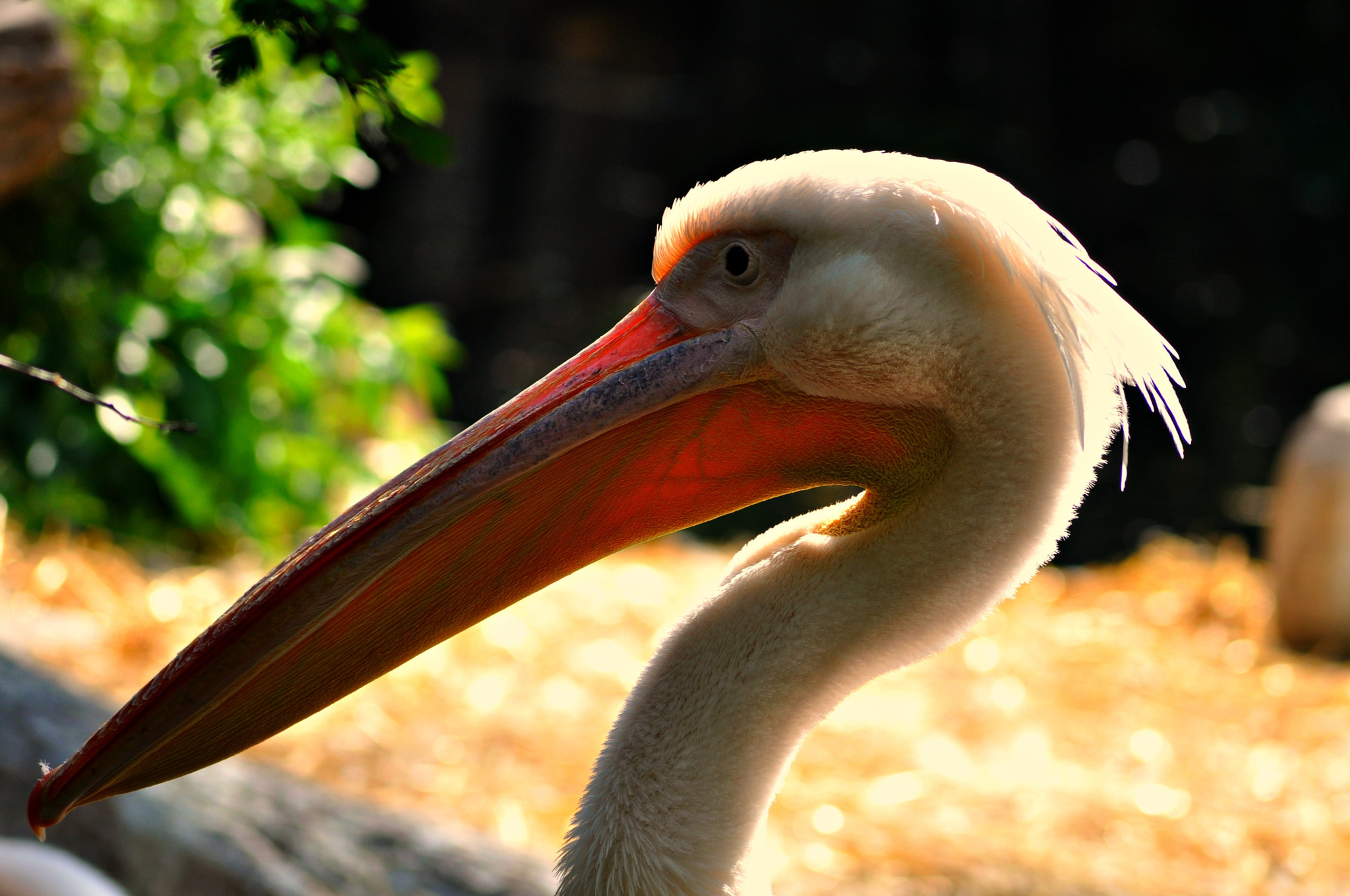 Nikon D5000 sample photo. Plk photography