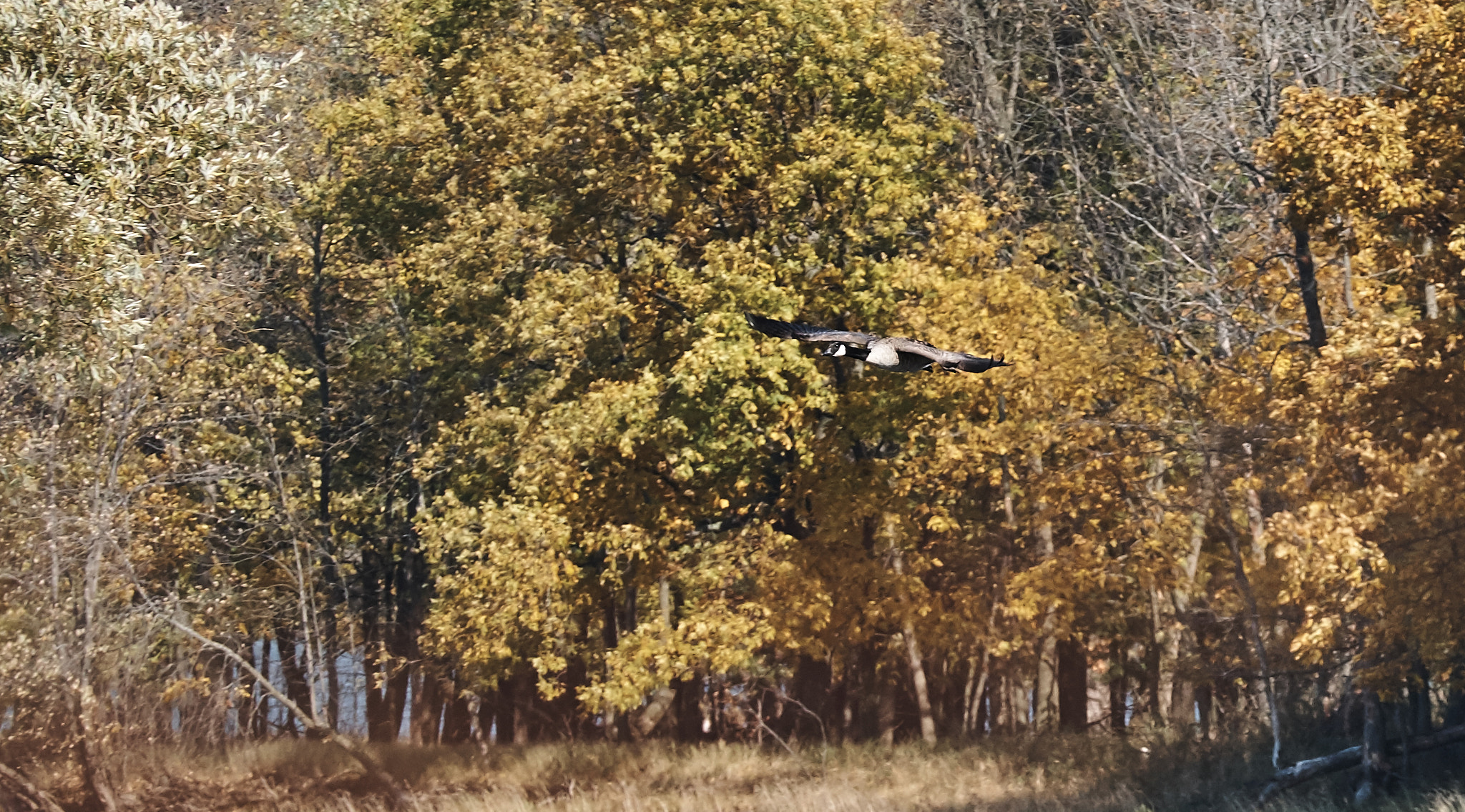 Fujifilm X-T2 + XF50-140mmF2.8 R LM OIS WR + 1.4x sample photo. Outardes photography