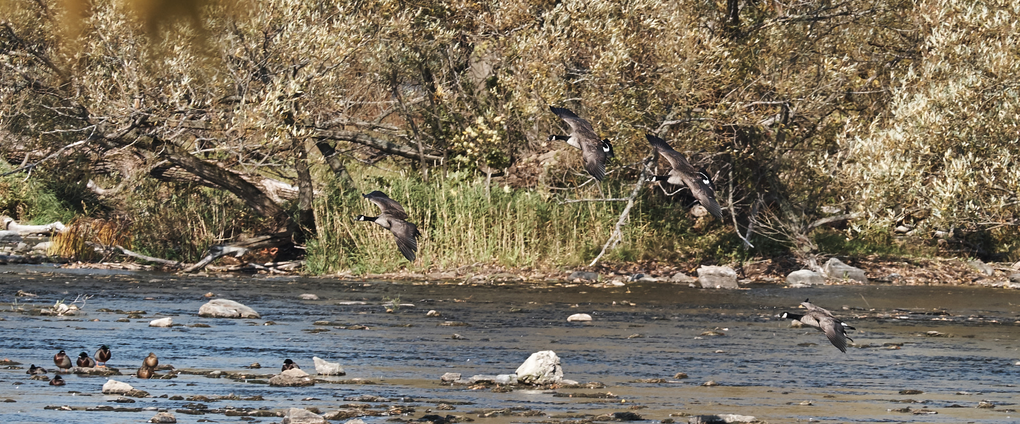 XF50-140mmF2.8 R LM OIS WR + 1.4x sample photo. Outardes photography