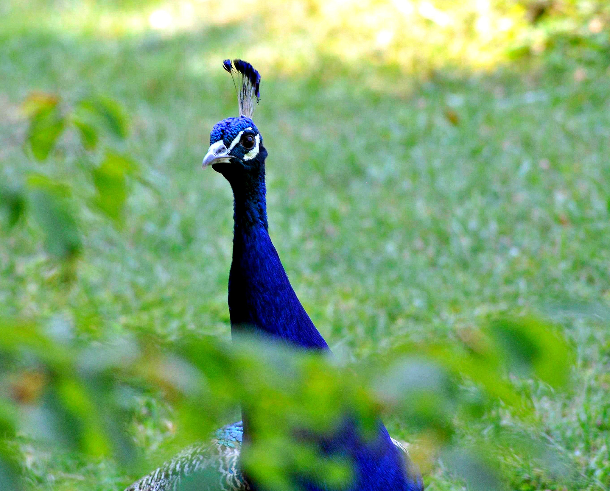Nikon D5000 sample photo. Punprnfr photography