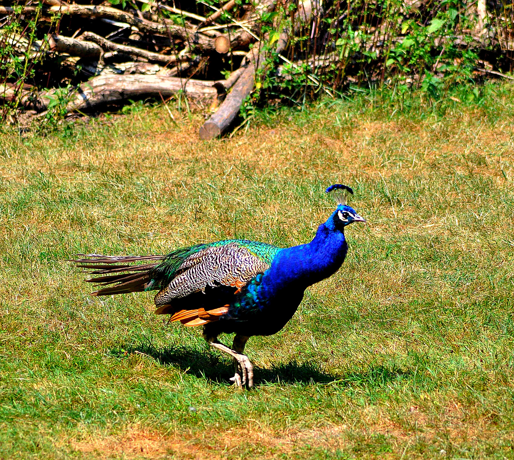 Nikon D5000 sample photo. Pun photography