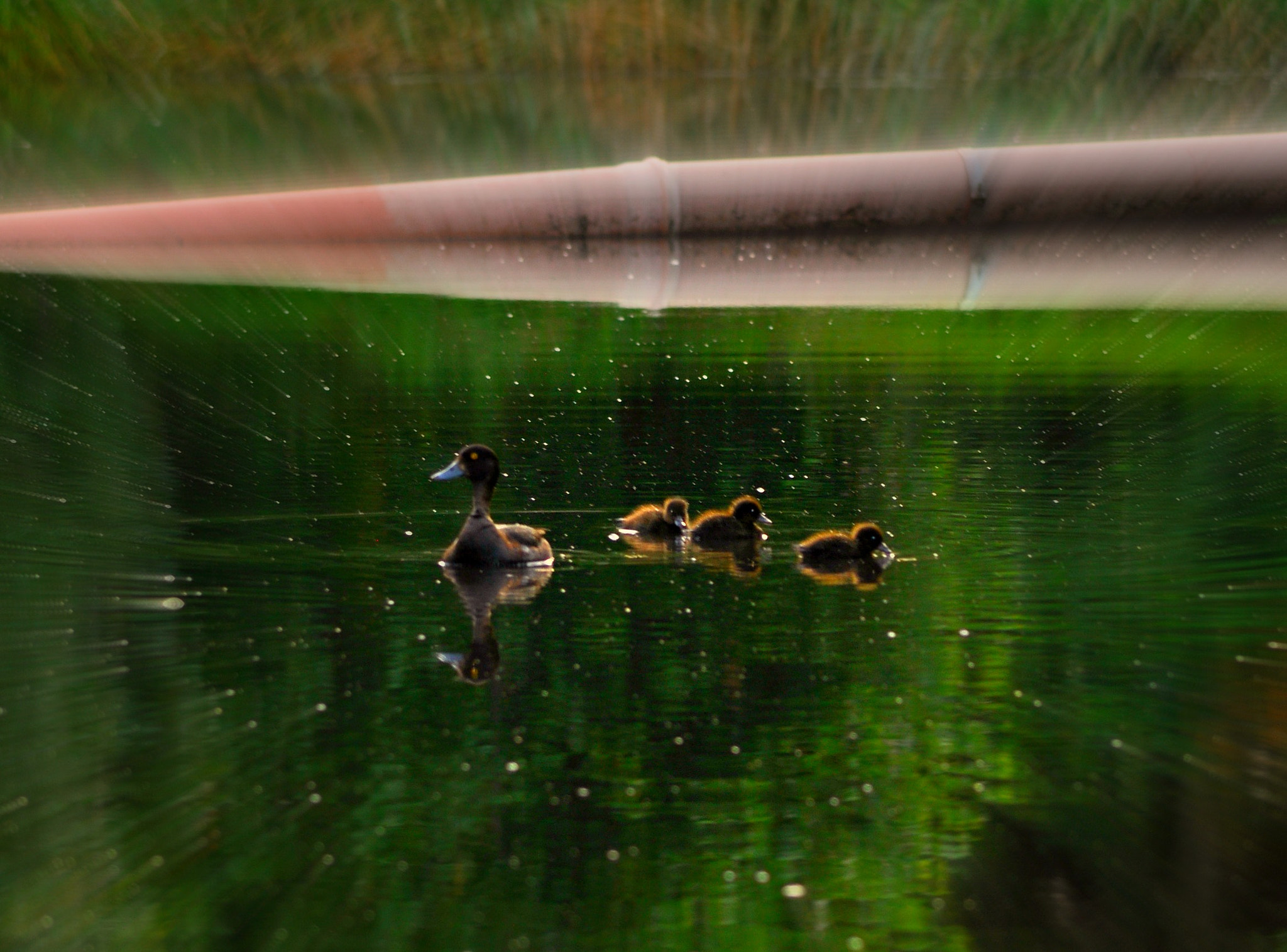 Nikon D5000 sample photo. Rata bbcimuk photography