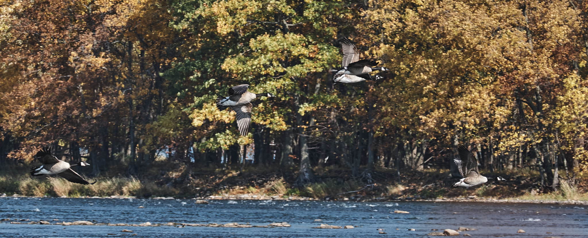 Fujifilm X-T2 + XF50-140mmF2.8 R LM OIS WR + 1.4x sample photo. Outardes photography