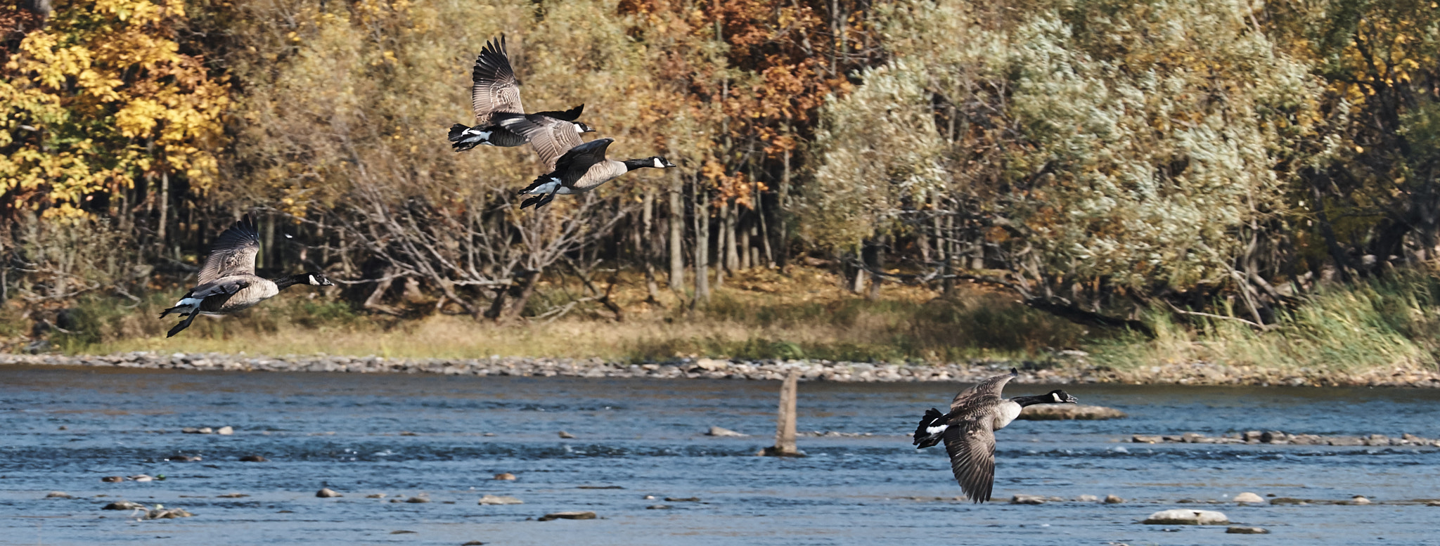 XF50-140mmF2.8 R LM OIS WR + 1.4x sample photo. Outardes photography