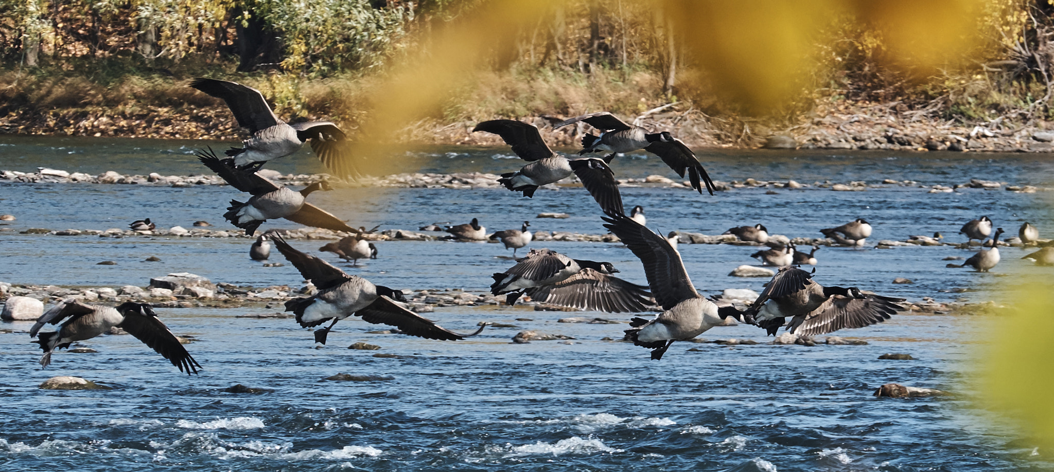 XF50-140mmF2.8 R LM OIS WR + 1.4x sample photo. Outardes photography