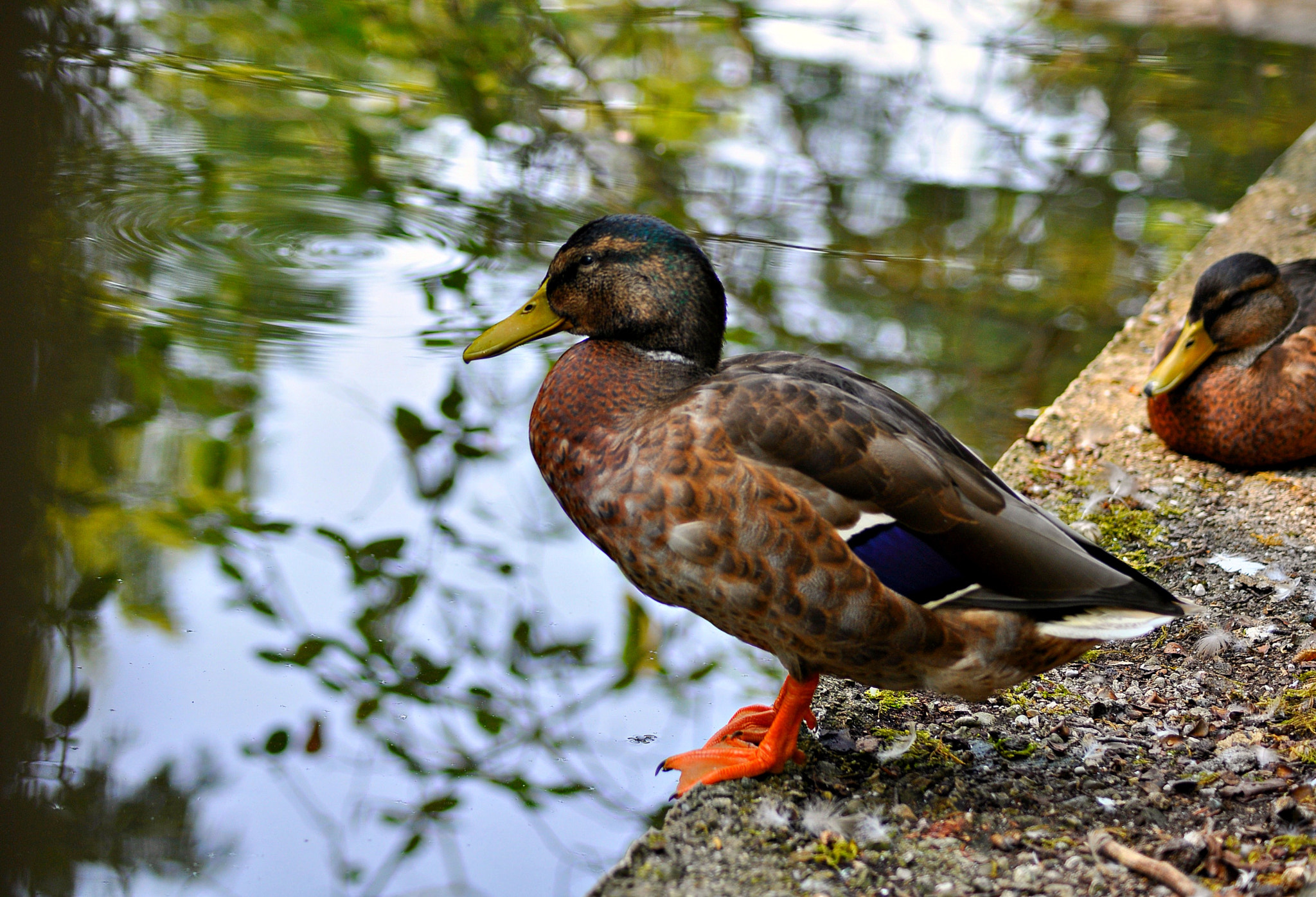 Nikon D5000 sample photo. Rtimnh photography