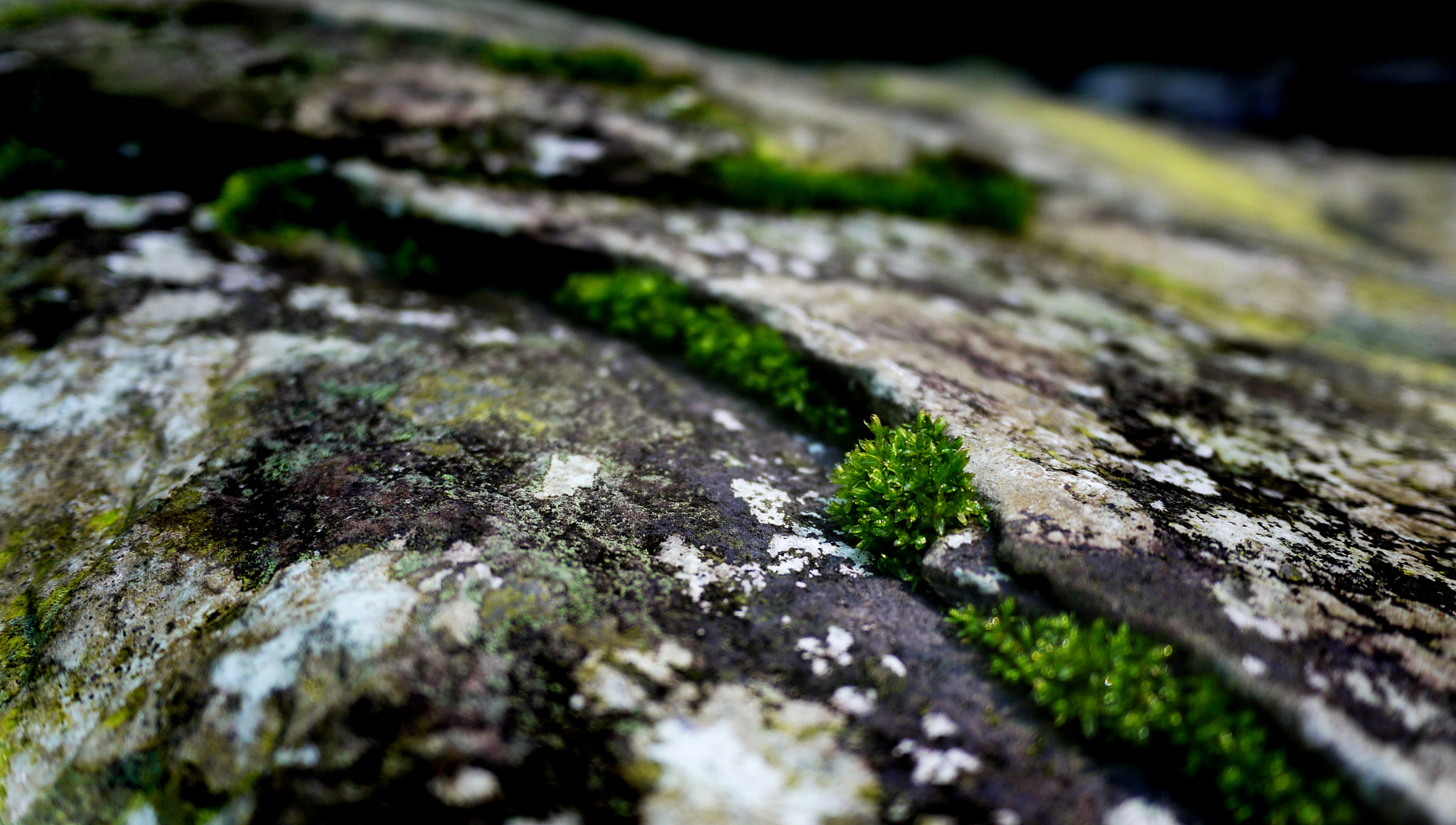 Panasonic Lumix DMC-GF3 sample photo. Moss photography